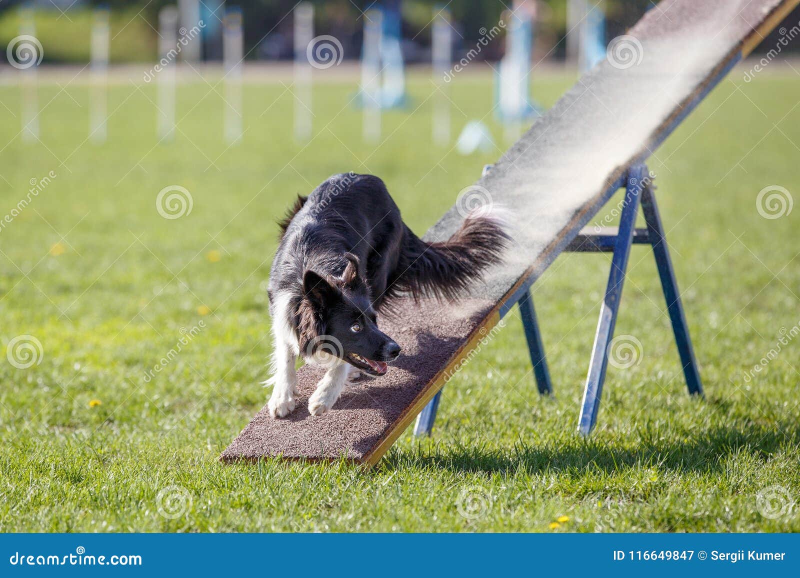 Dog on the Seesaw Obstacle in Agility Competition Stock Image Image