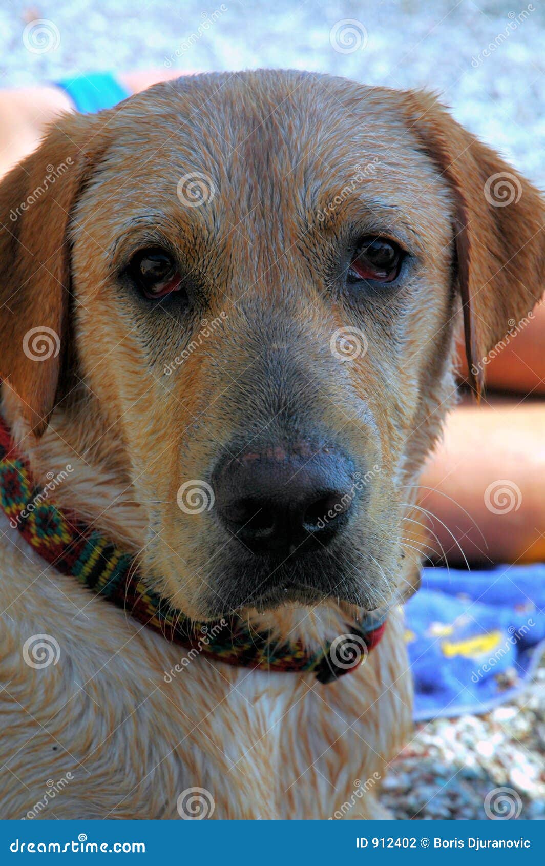 Dog In Shade Picture. Image 912402