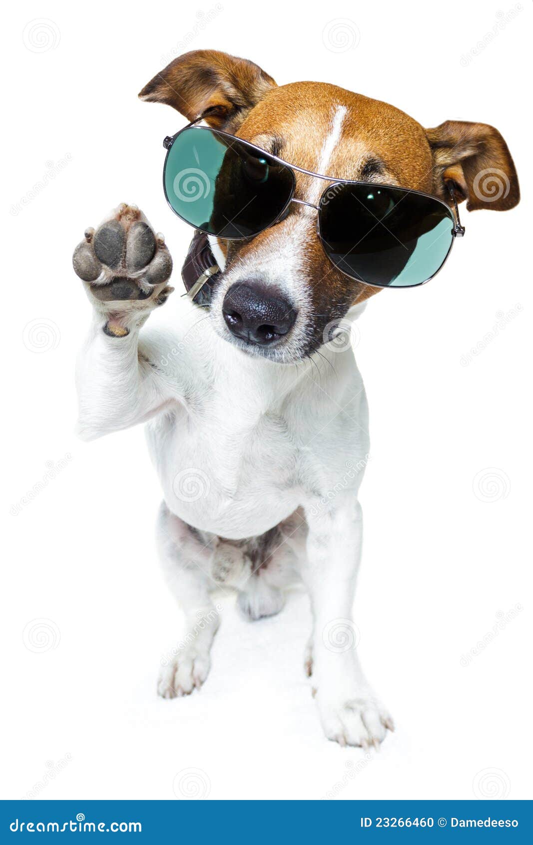 Dog in shades stock photo. Image of cheeky, enjoy, humor 23266460
