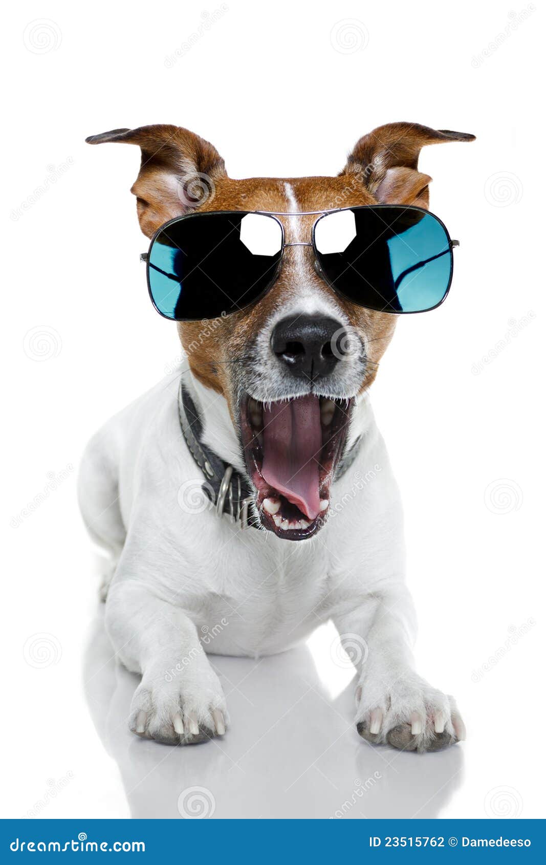 Dog in shades stock photo. Image of russell, pretty, funny 23515762