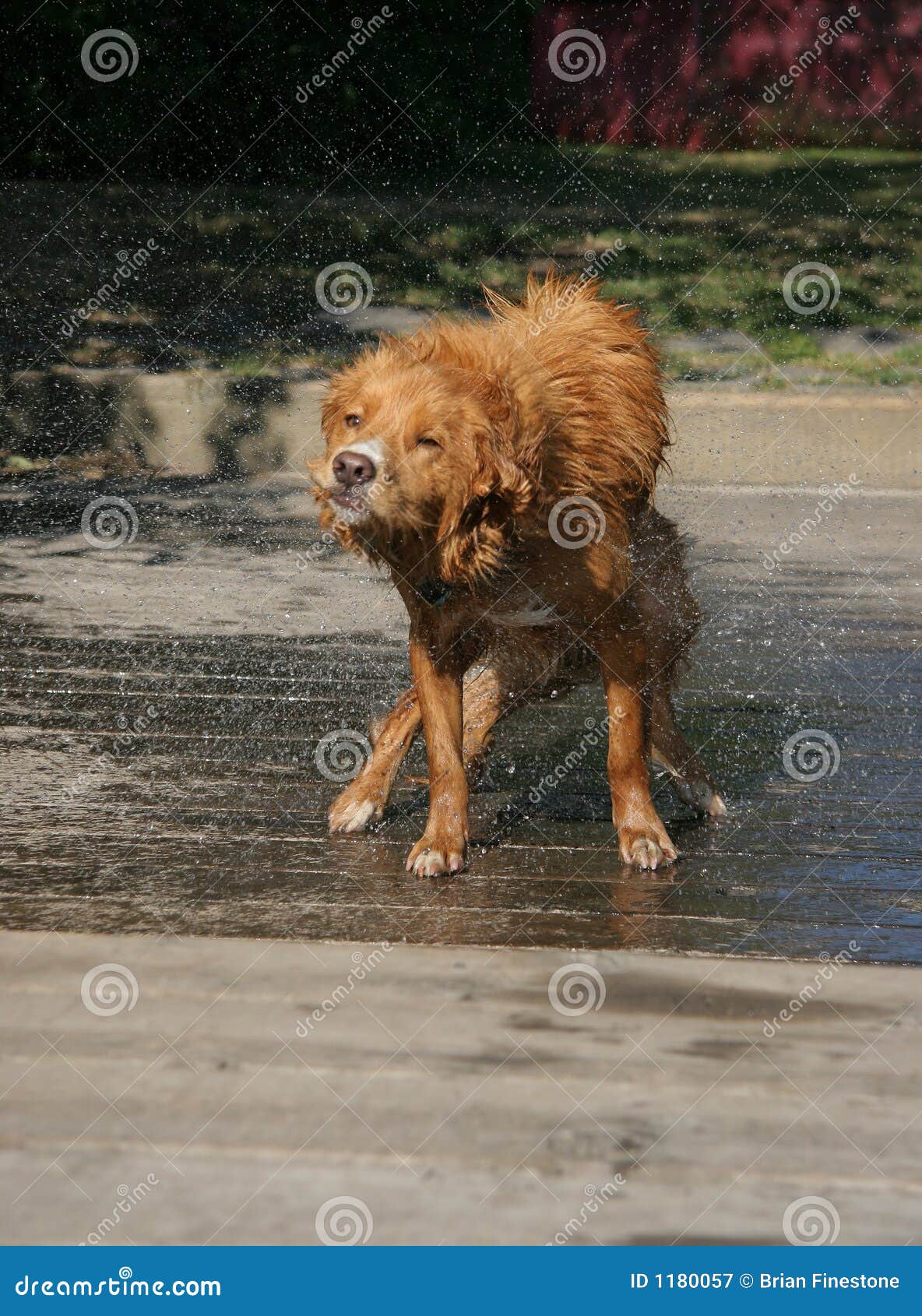 Dog Shake 5 Picture. Image 1180057