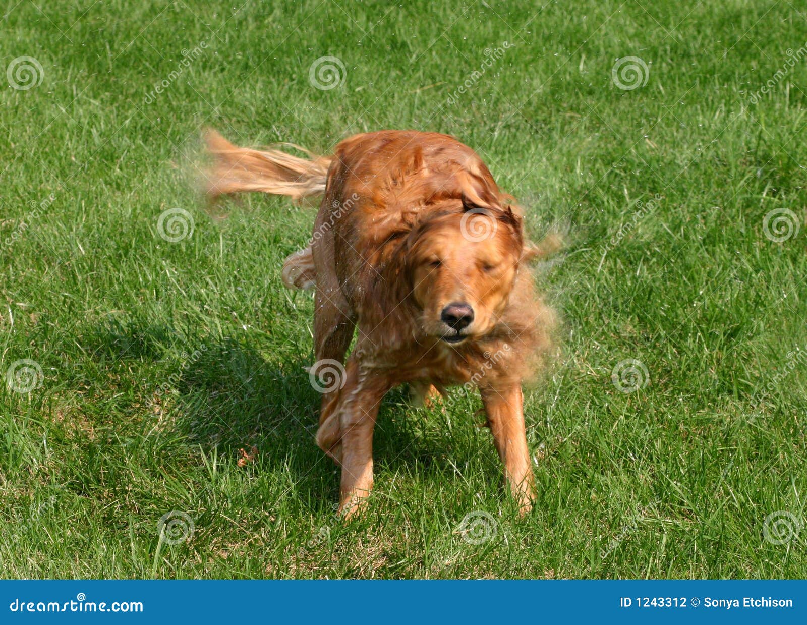 Dog Shaking stock photo. Image of outside, canine, soap 1243312