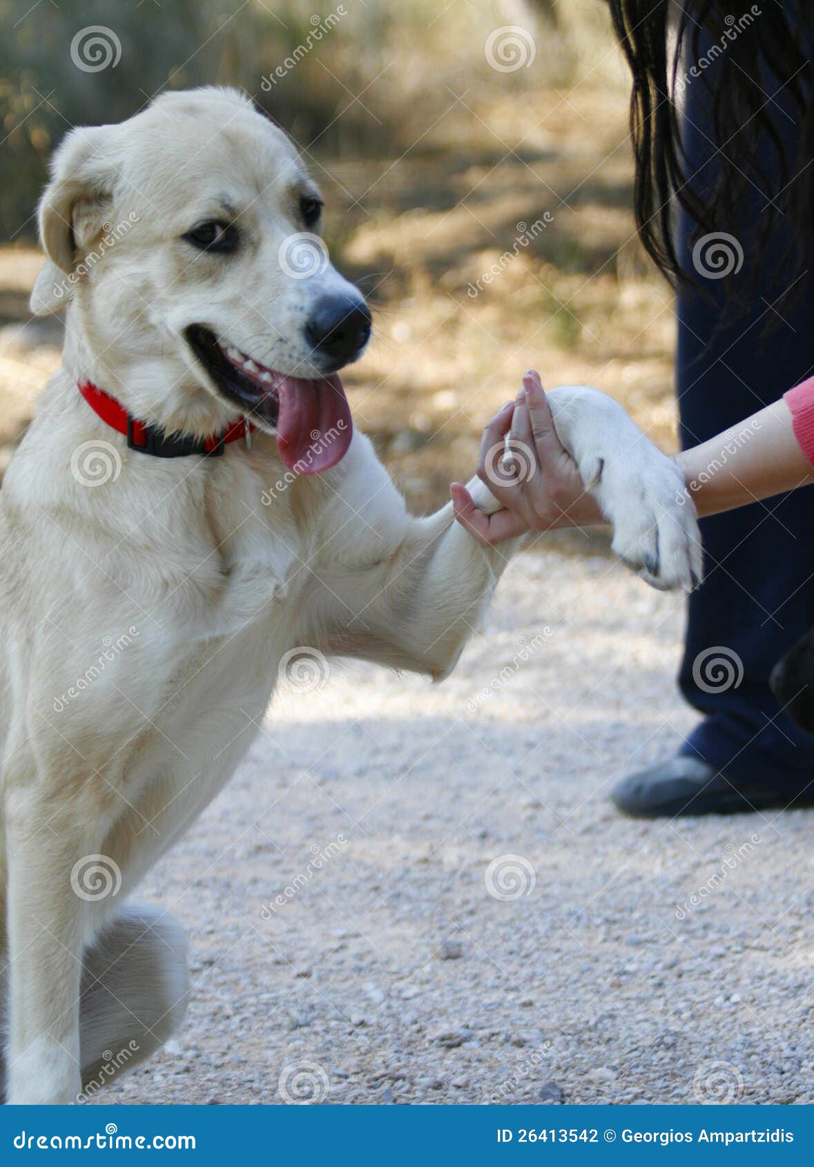 Dog shaking hands stock photo. Image of canine, hand 26413542