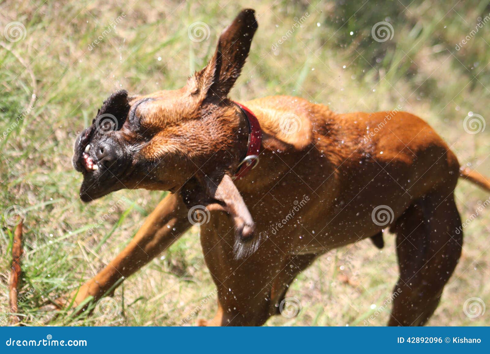 Dog shaking off stock photo. Image of brown, canine, water 42892096