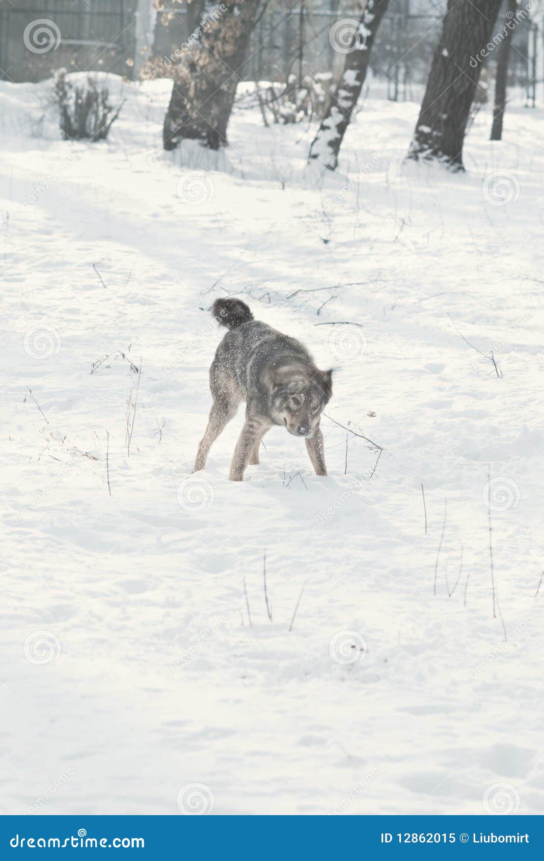 Dog shaking off snow stock image. Image of nature, season 12862015