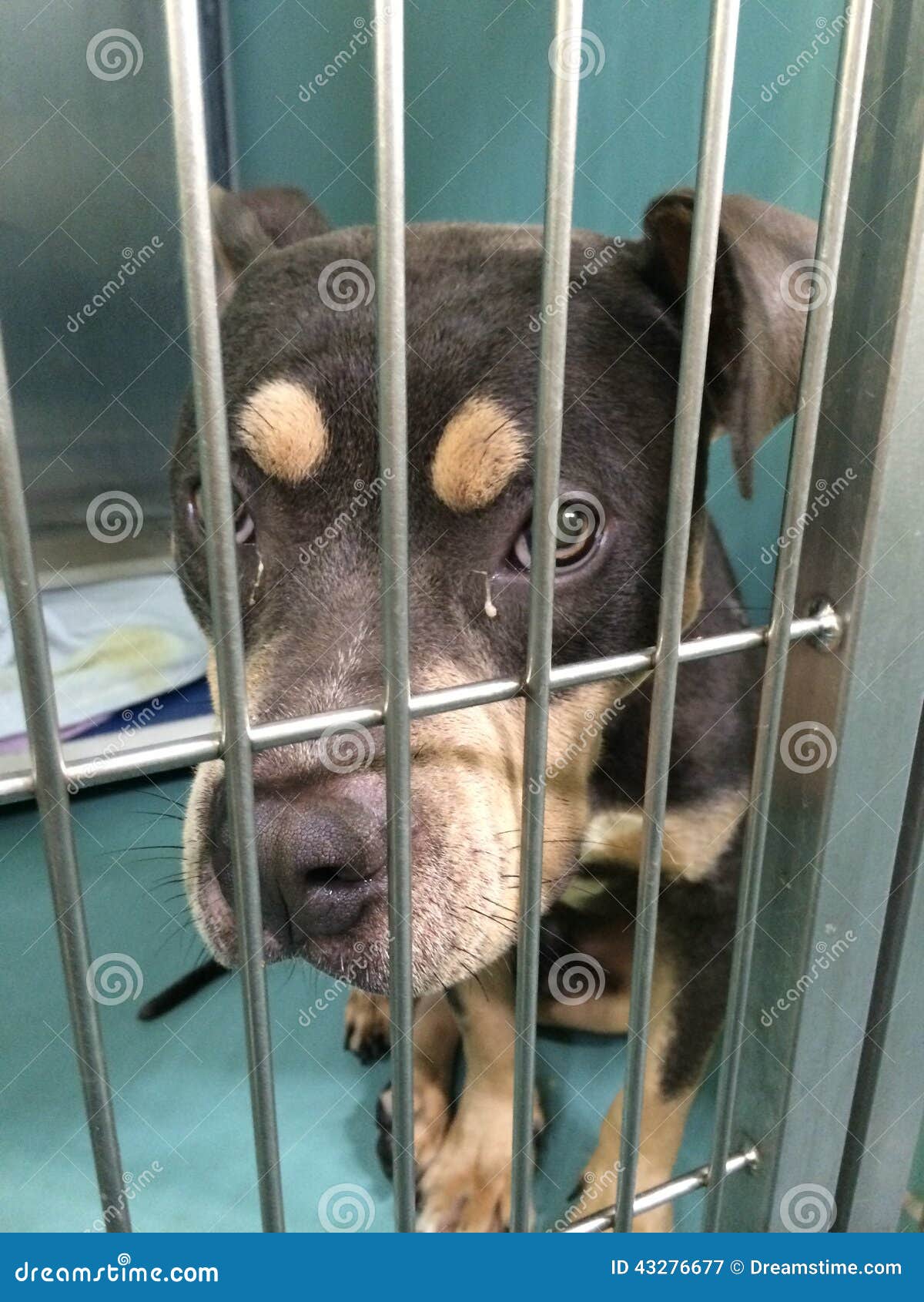Dog shelter stock image. Image of kennel, shelter, adopt 43276677