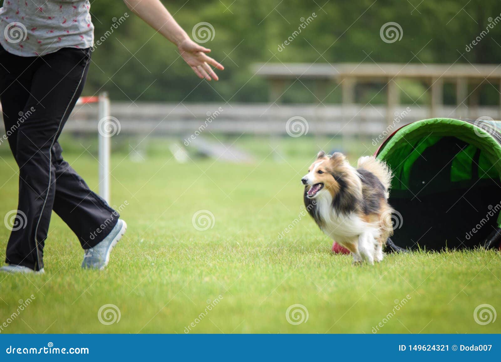 dog sheltie in agility tunel.