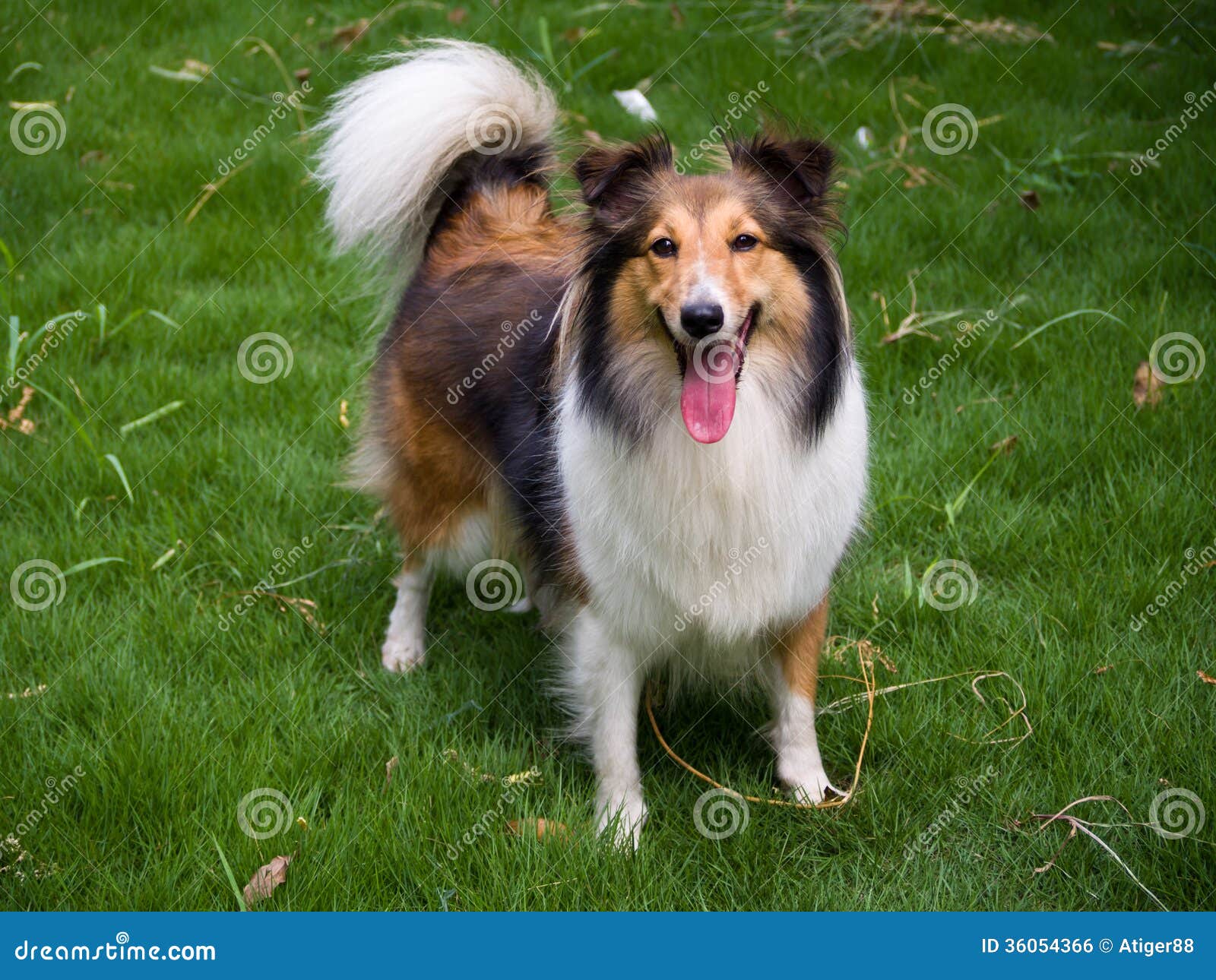 Dog, Shetland Sheepdog Royalty Free Stock Image - Image: 36054366 Dog, Shetland Sheepdog Royalty Free Stock Image - Image: 36054366