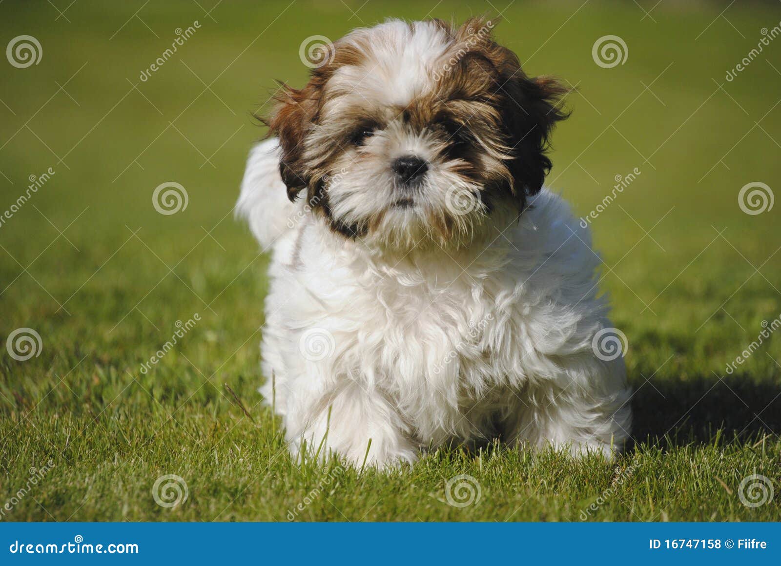 Dog Shi-Tzu Royalty Free Stock Photos - Image: 16747158 Dog Shi-Tzu Royalty Free Stock Photos - Image: 16747158