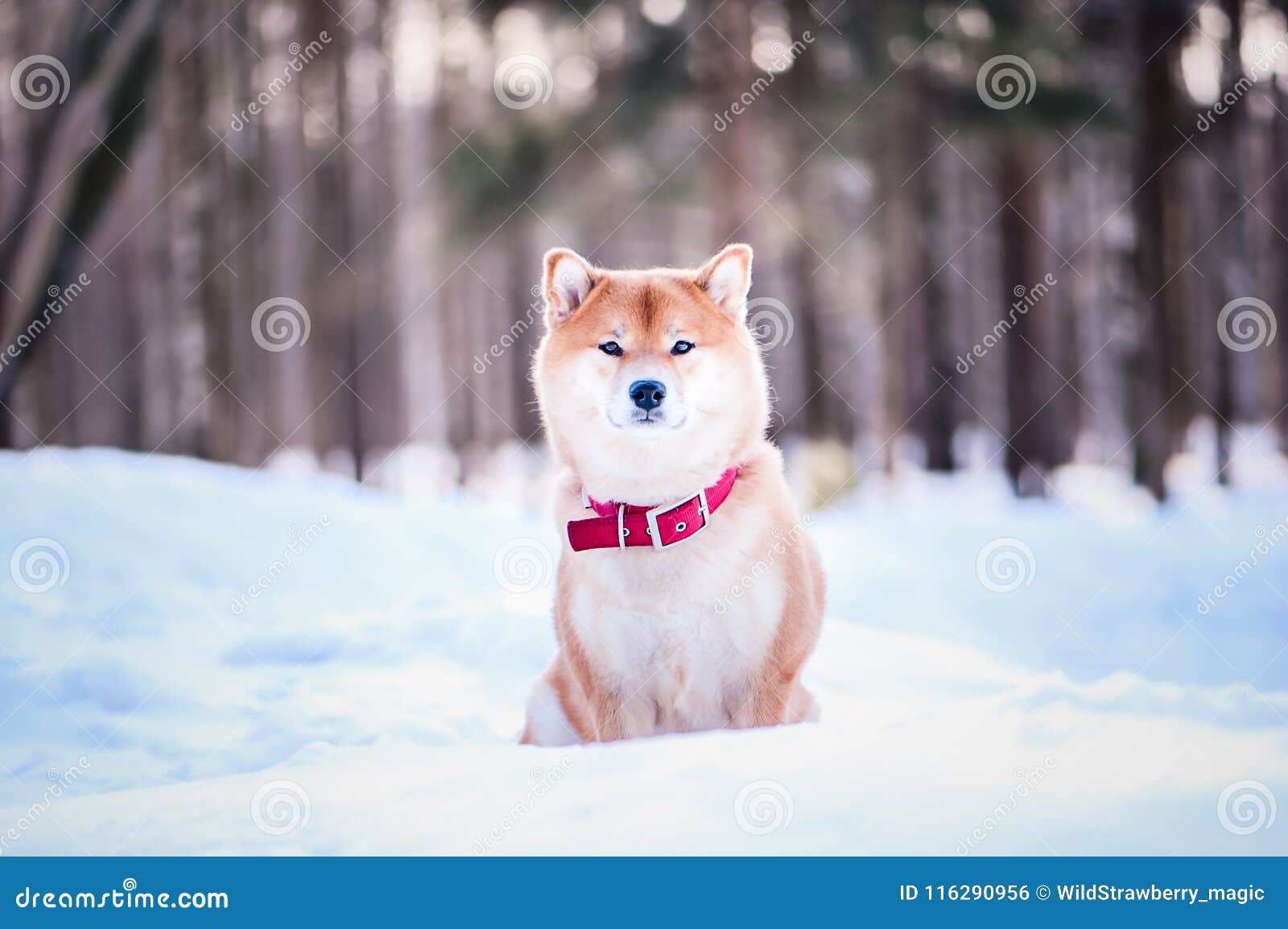 shiba inu winter