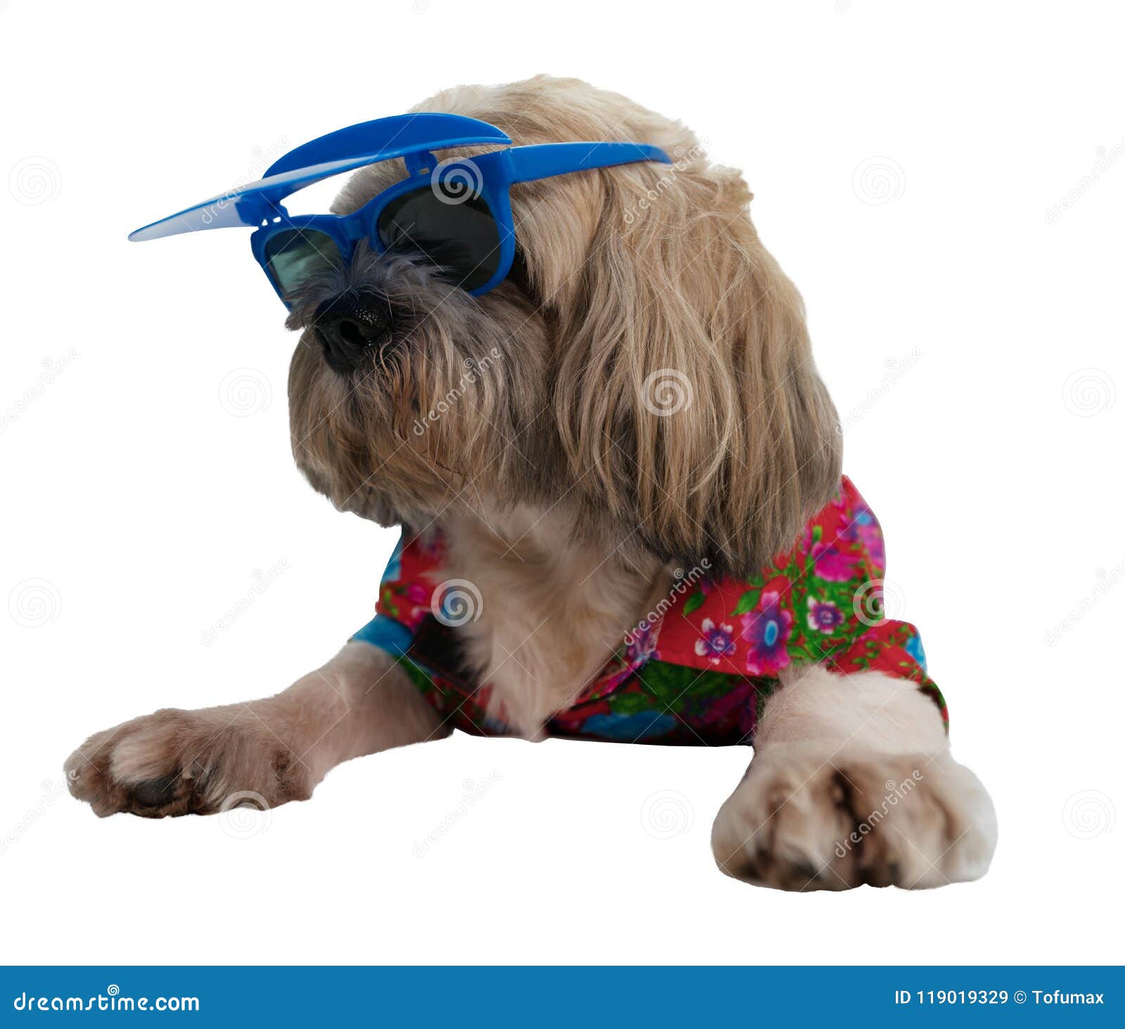 shih tzu with sunglasses