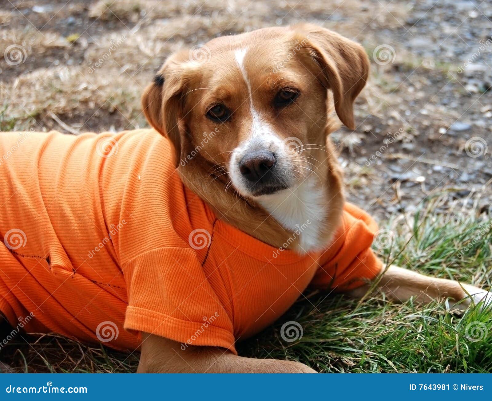 Dog in shirt stock image. Image of clothing, outdoor, looking 7643981
