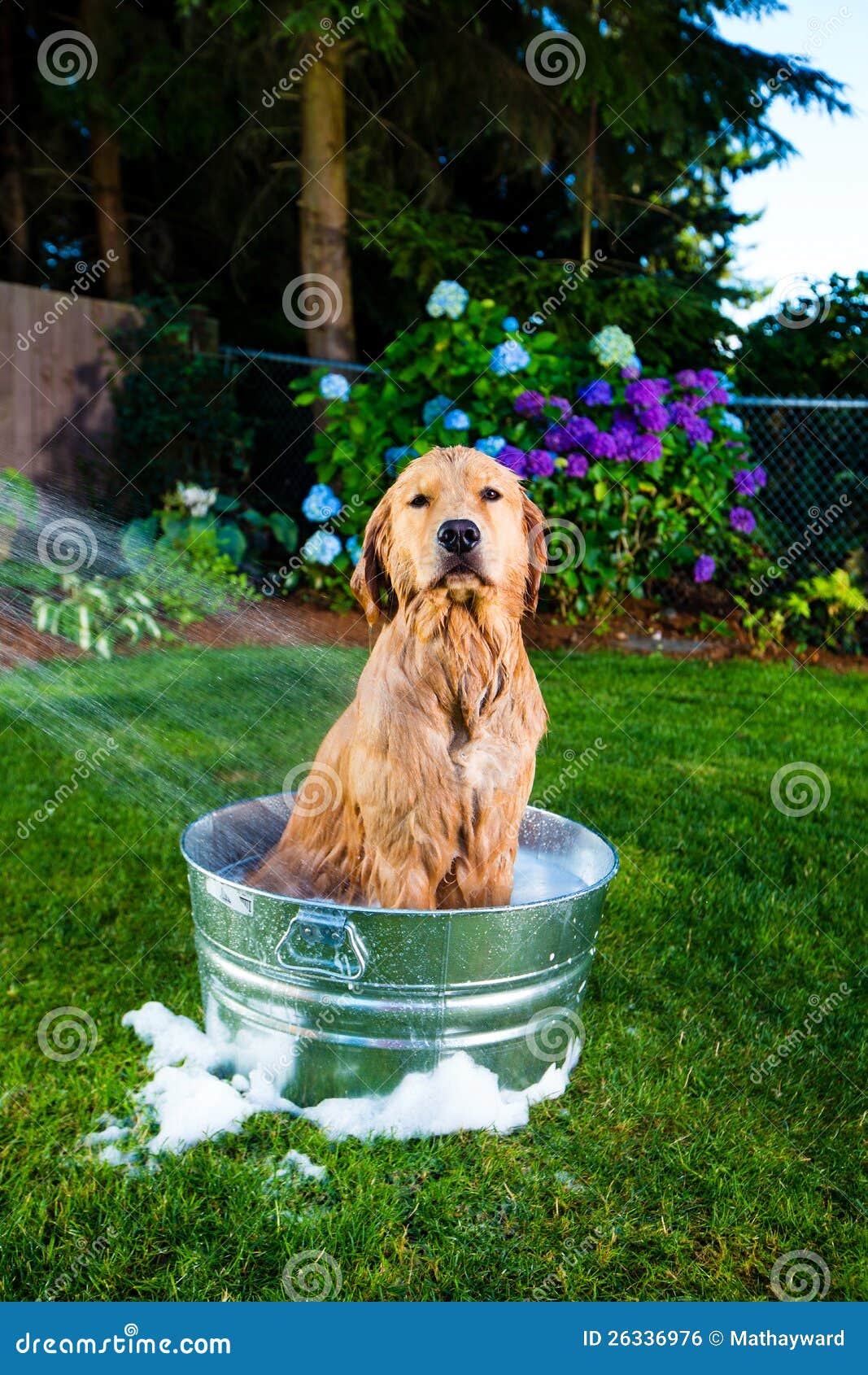 Dog shower stock photo. Image of retriever, lawn, grass 26336976