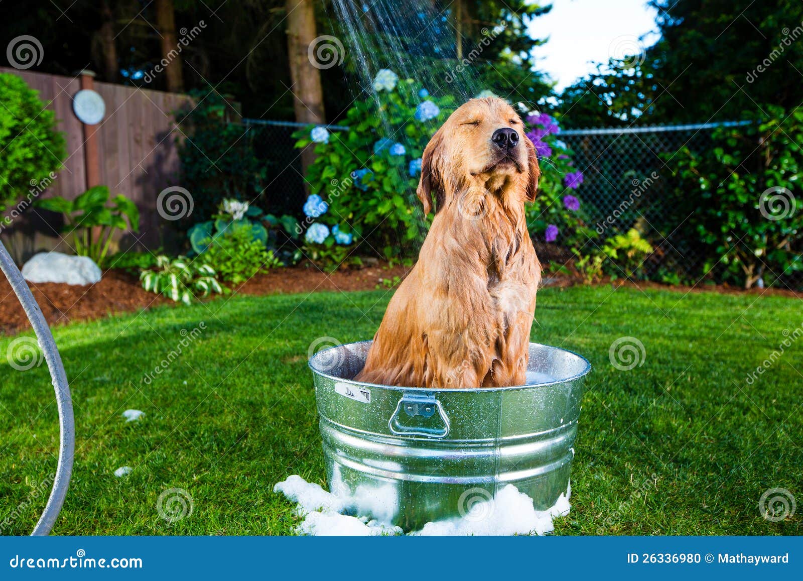 Dog shower stock photo. Image of bubbles, funny, house - 26336980