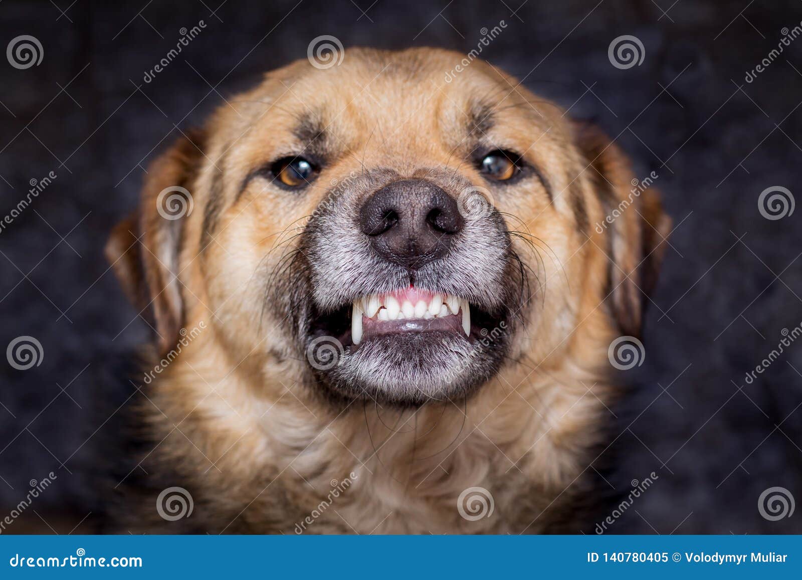 the dog shows teeth. angry dog is ready to bite. caution is an evil dog_