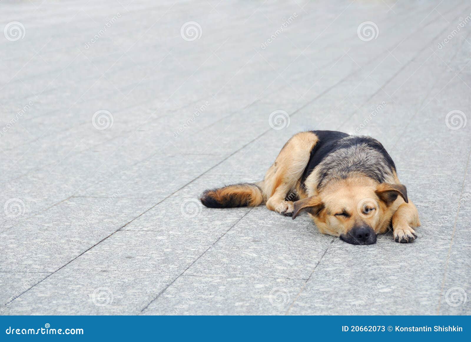 Dog on the sidewalk stock image. Image of drowse, beige 20662073