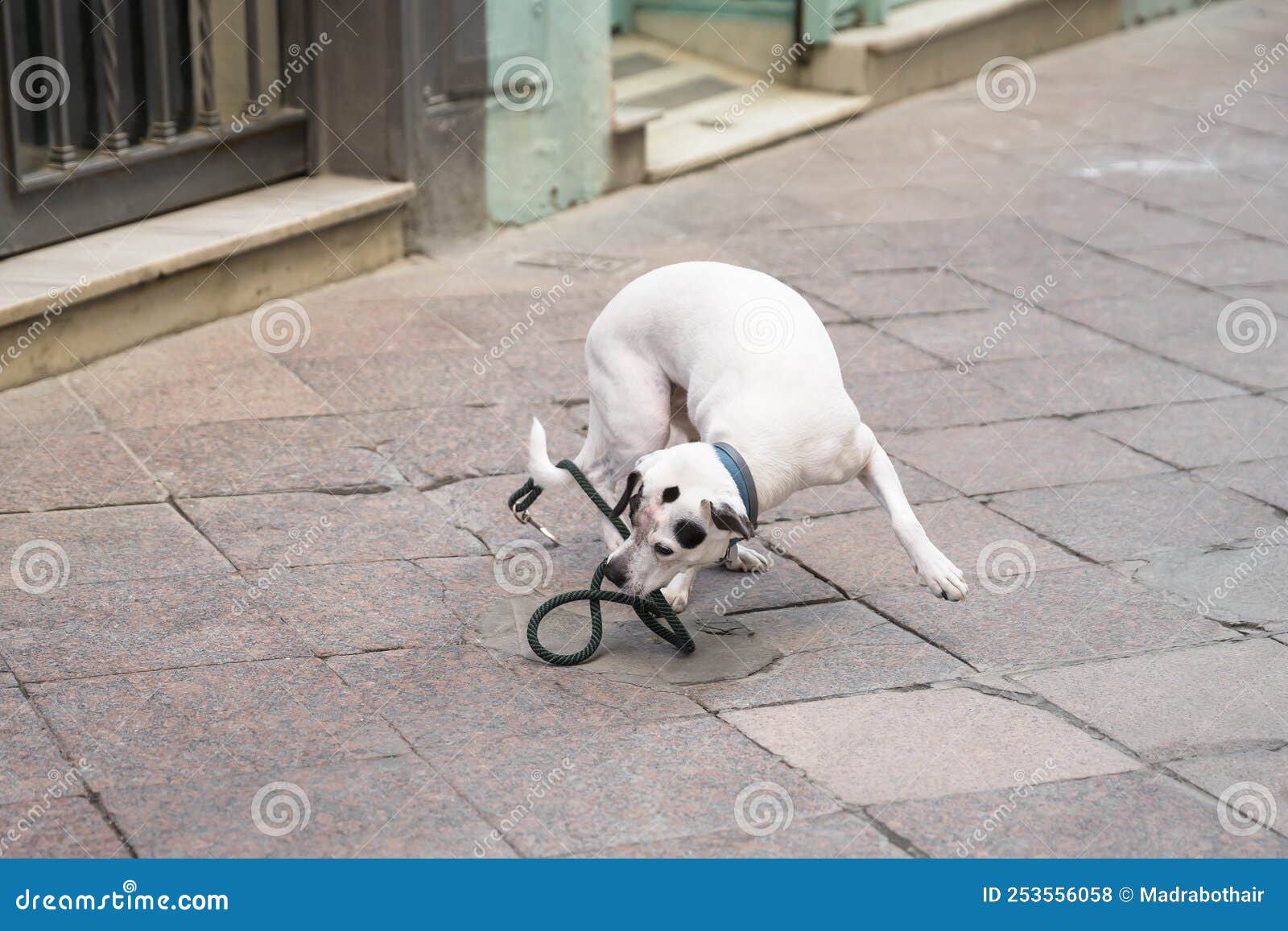 dog on a sidwalk in the city fighting with his leash