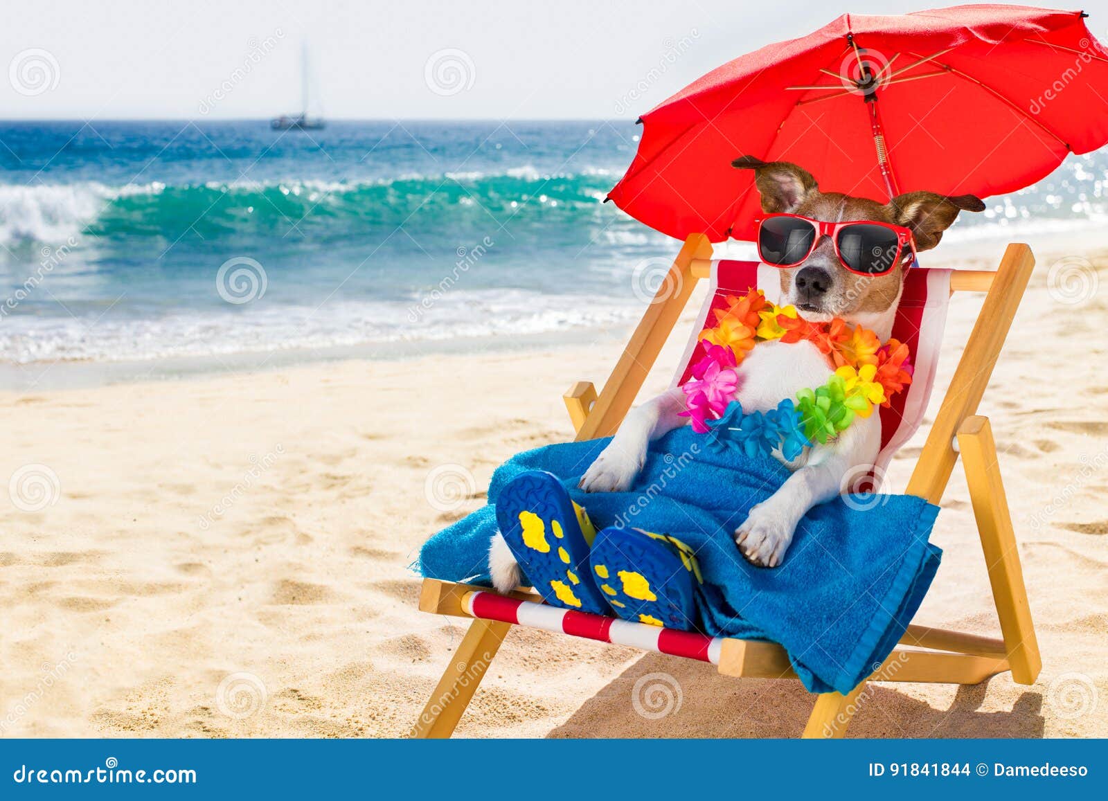 dog siesta on beach chair