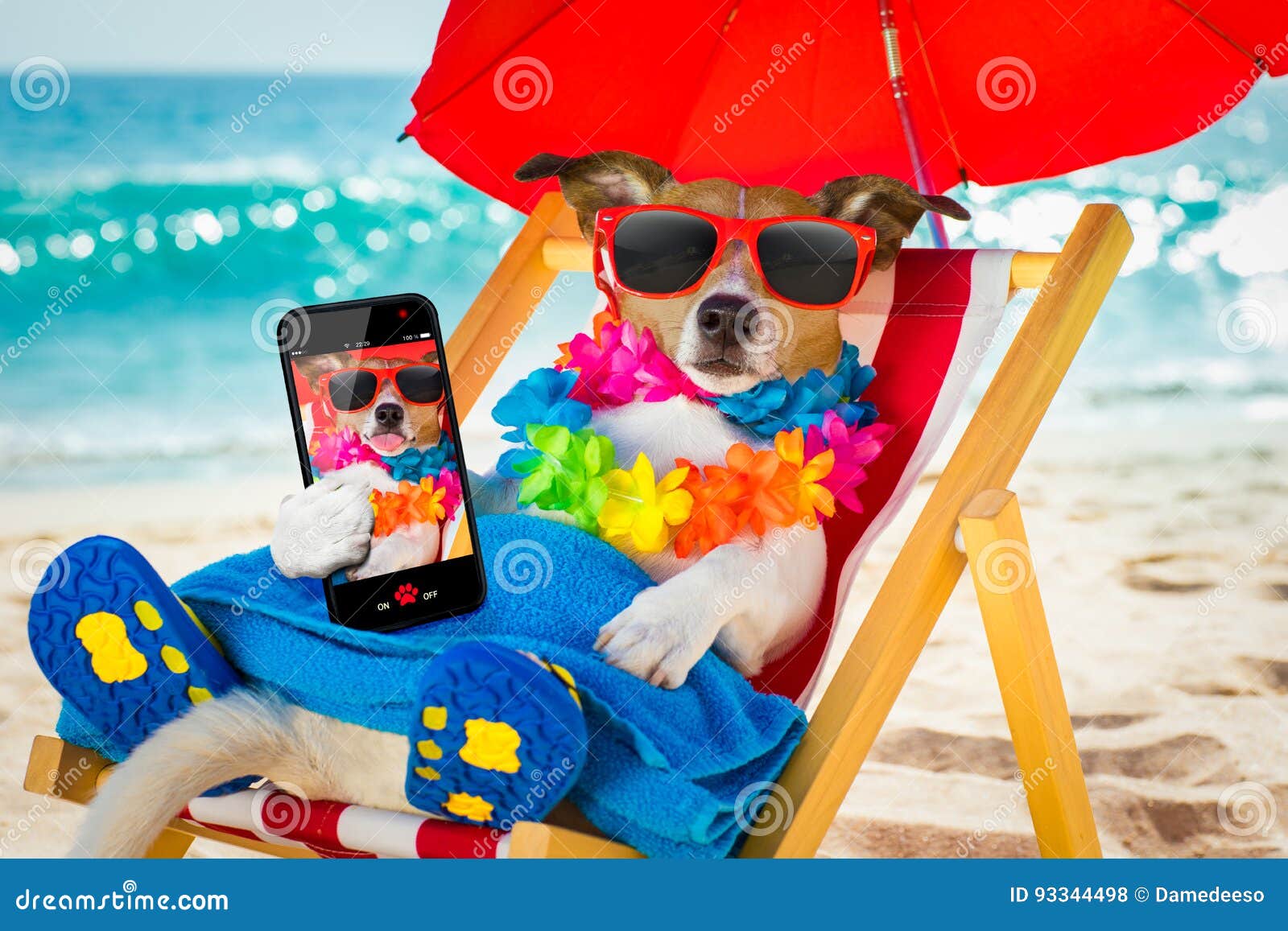 dog siesta on beach chair