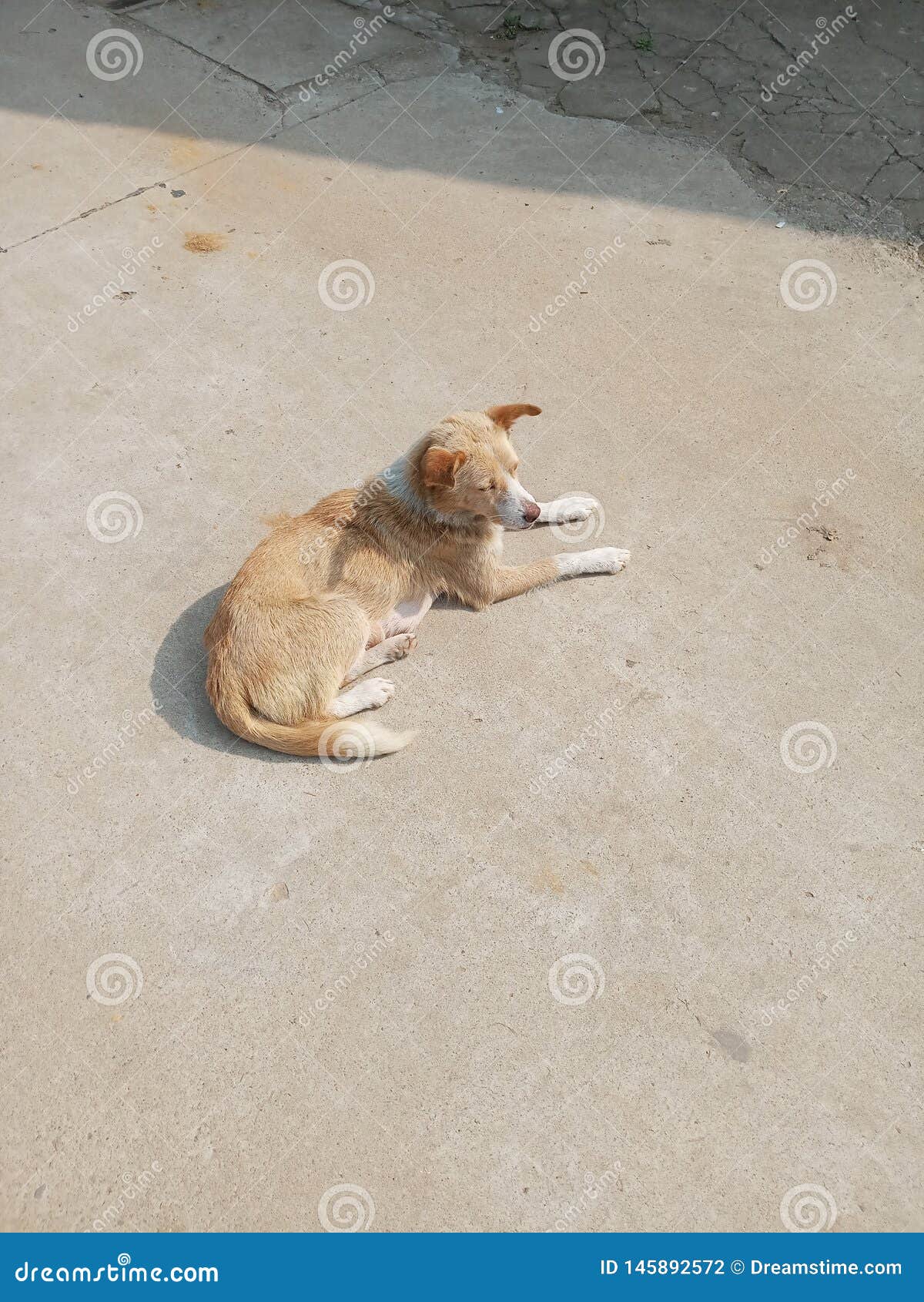 Dog sit in the sun stock photo. Image of health, animal 145892572