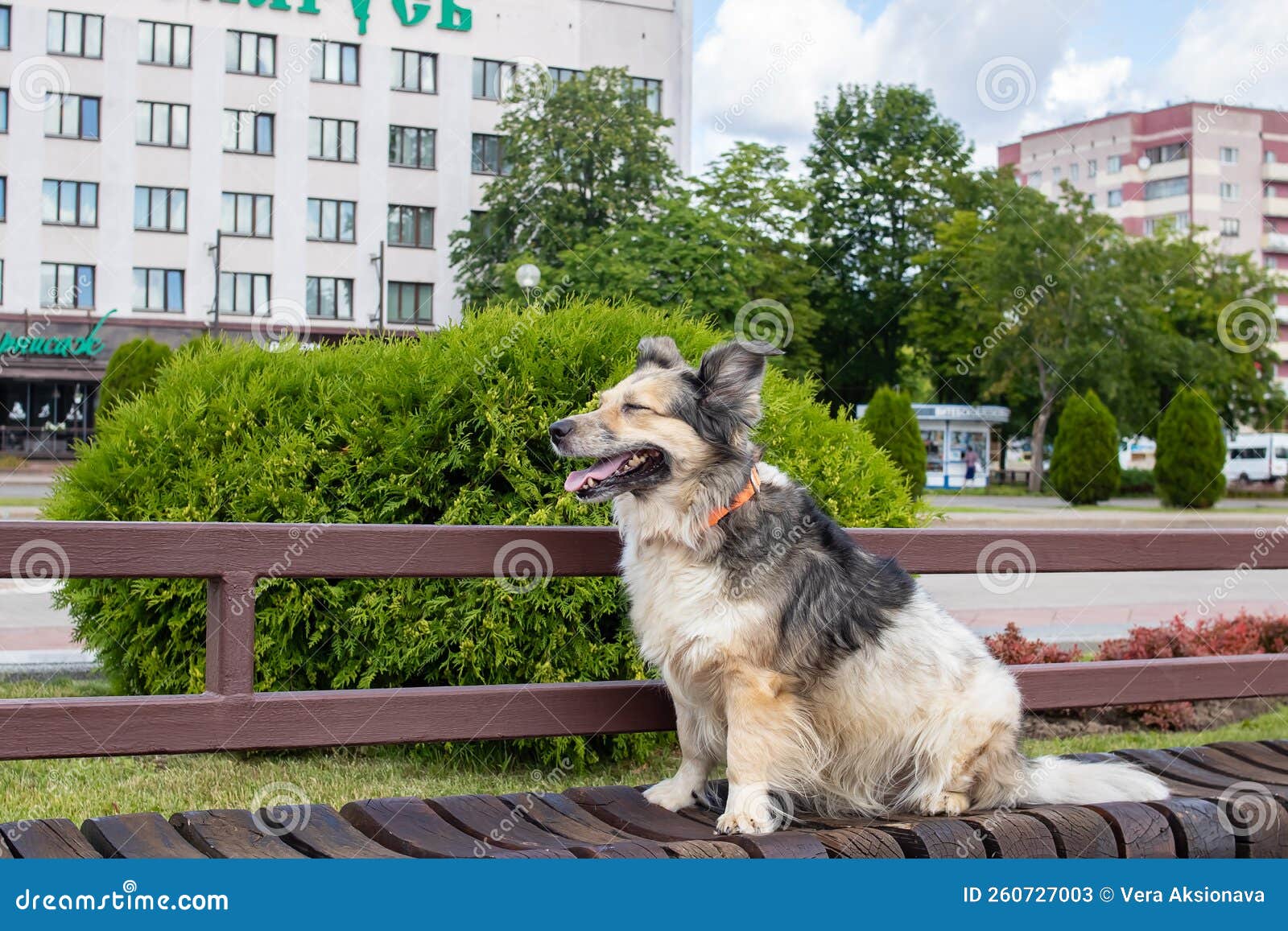 A dog sits on a park bench stock image. Image of companion - 260727003