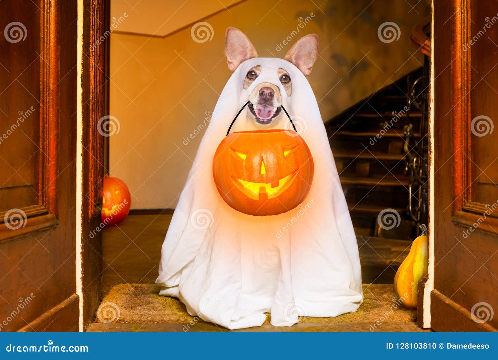 halloween ghost dog trick or treat