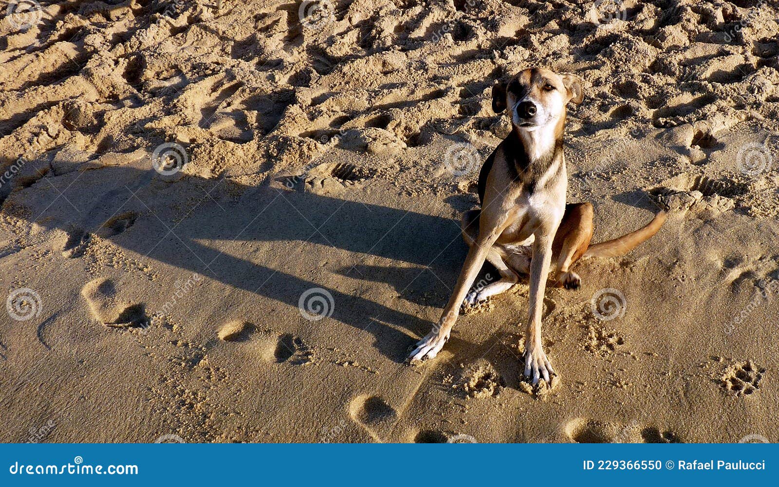dog sitting on the beach sand with its shadow on the side
