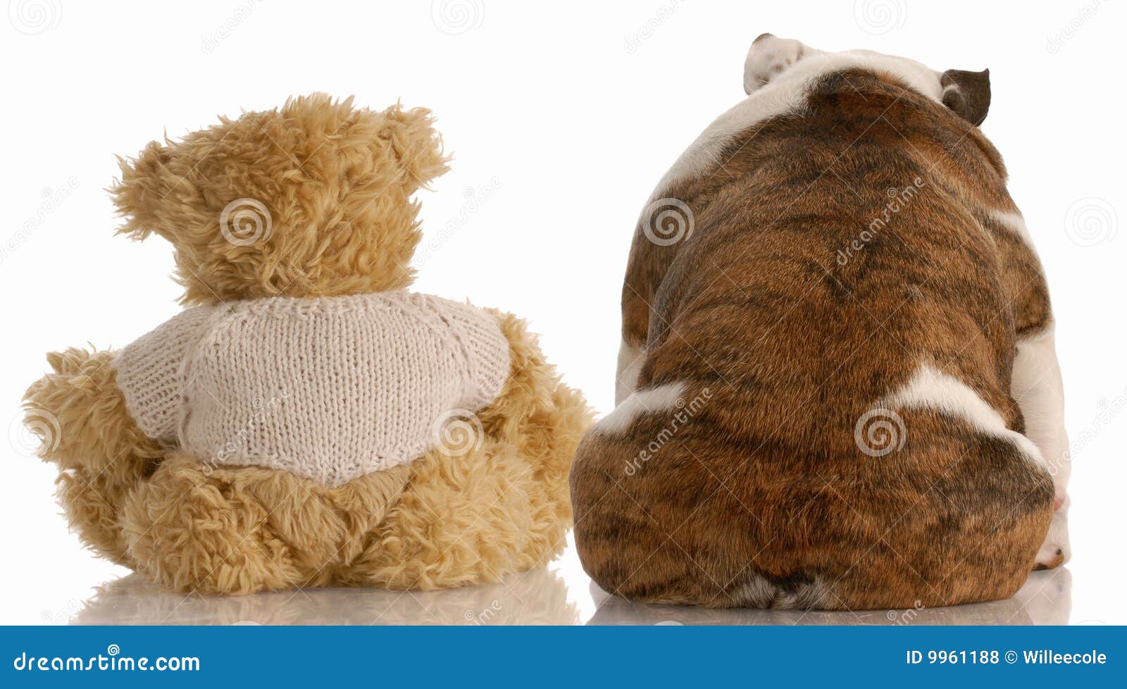 Dog Sitting beside Best Friend Stock Photo Image of closeness, brown