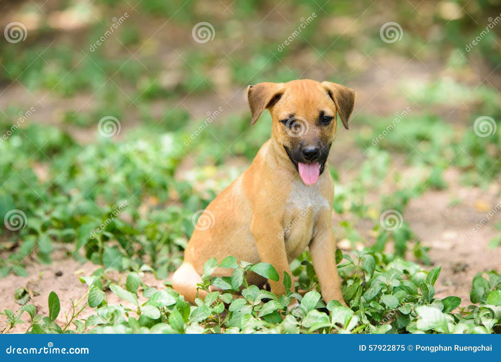 Dog sitting on field stock image. Image of nature, grass 57922875