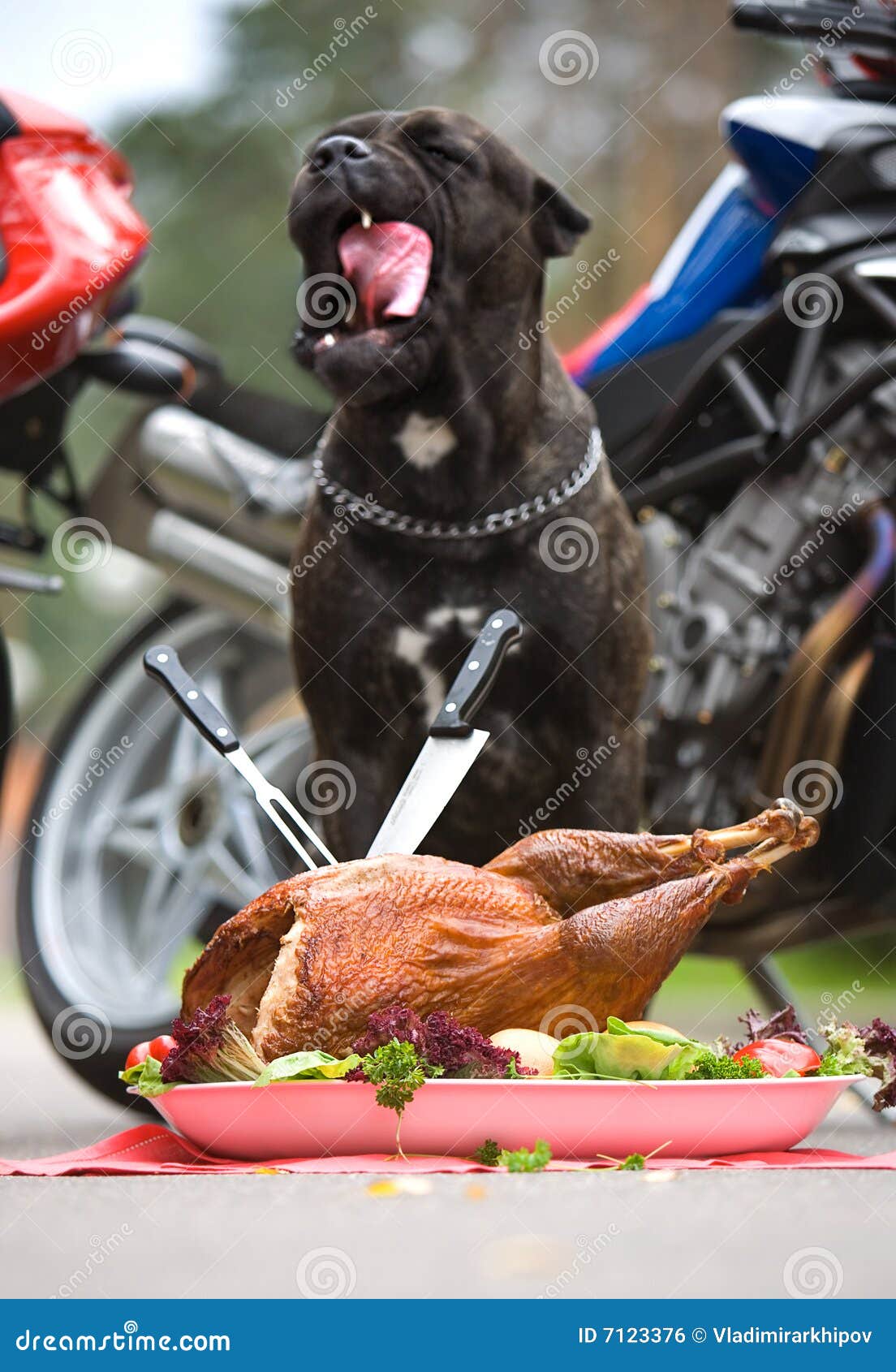 Dog is Sitting in Front of Big Turkey Stock Photo Image of knife