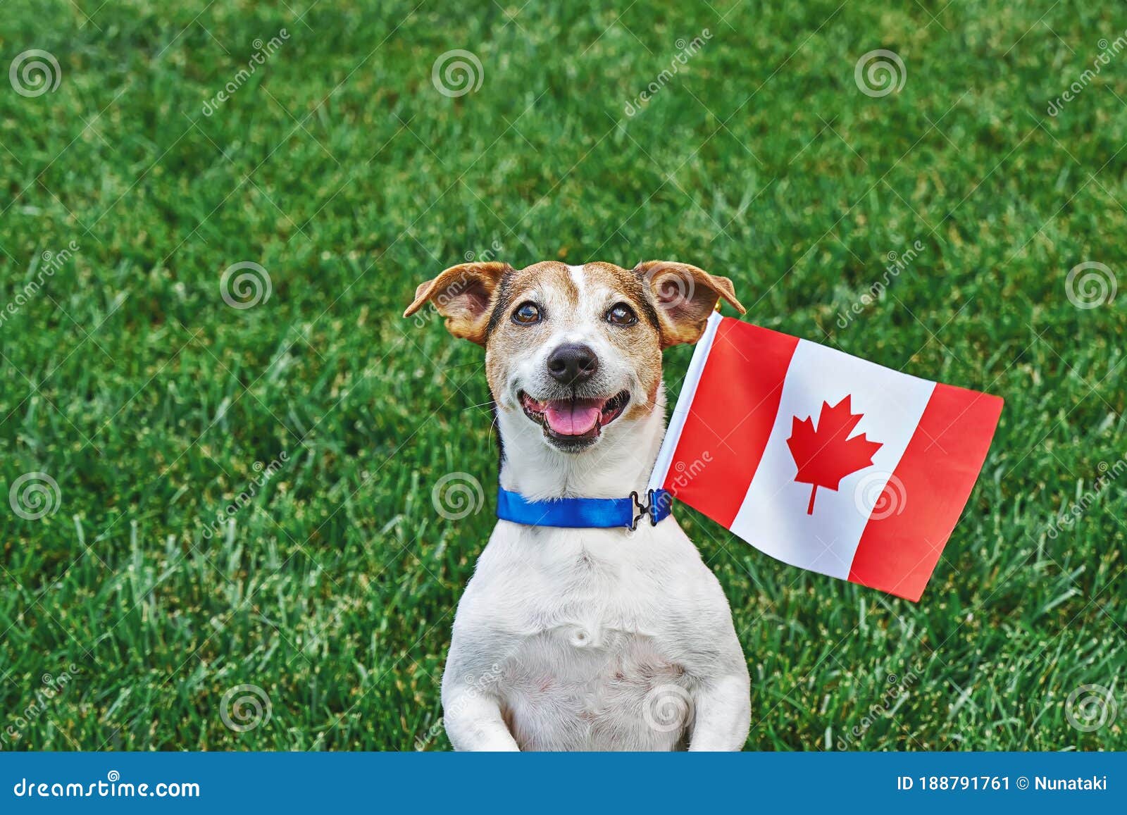 Dog Sitting on Grass with Canadian Flag on Green Grass. Celebration of