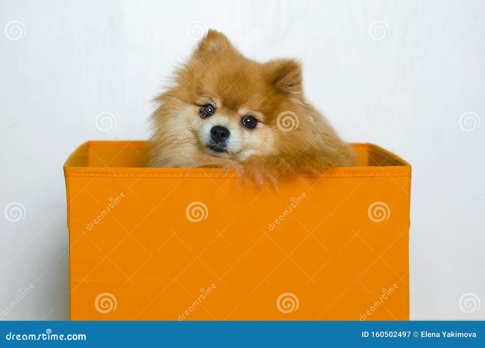 Dog Sitting in Orange Box on White Background. Thoroughbred Purebred  Pomeranian Spitz. Animal Shelter Stock Image - Image of abandoned, cartoon:  160502497