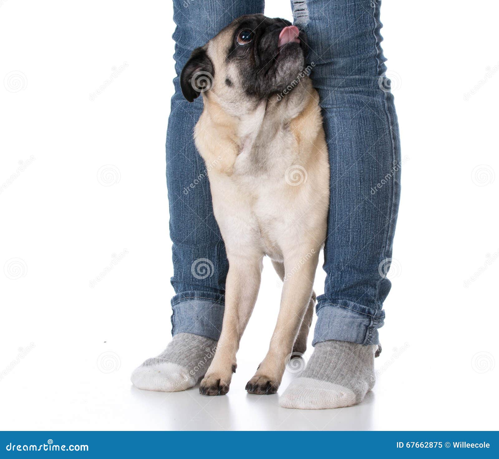 Why Do Dogs Sit On Feet