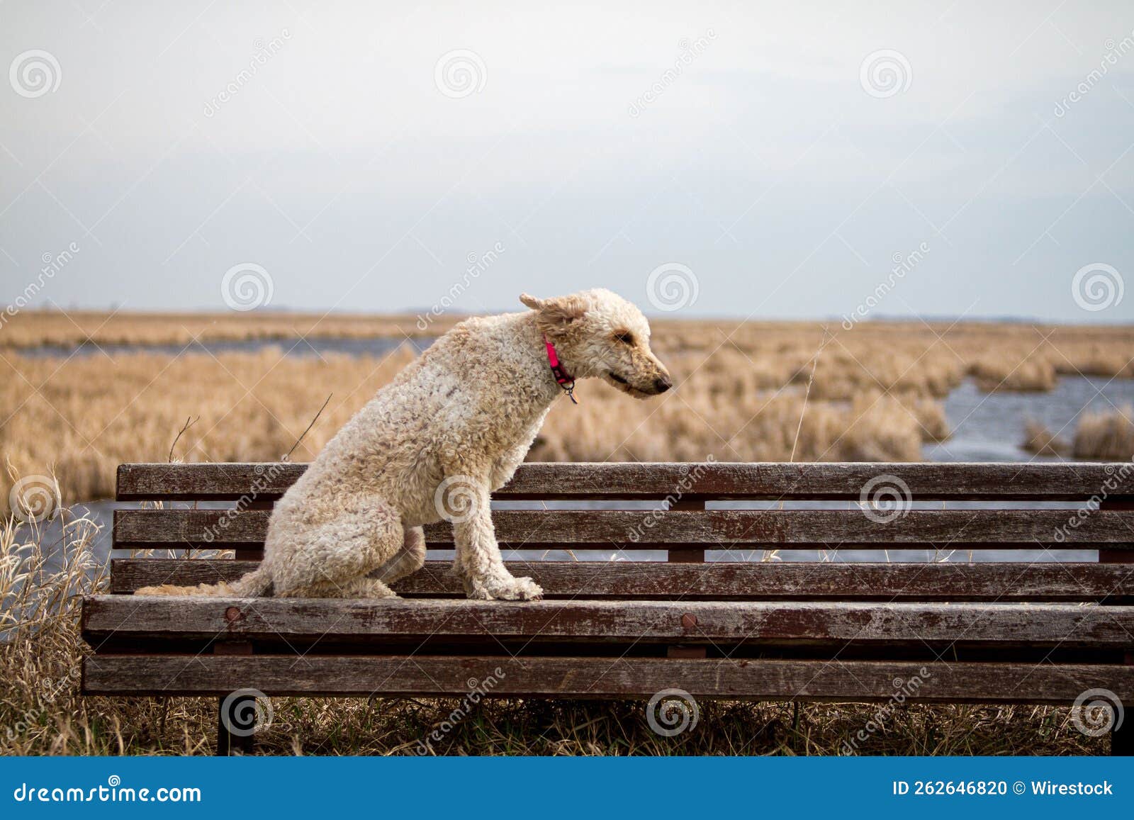 Dog Sitting on a Park Bench Stock Photo - Image of breed, nature: 262646820