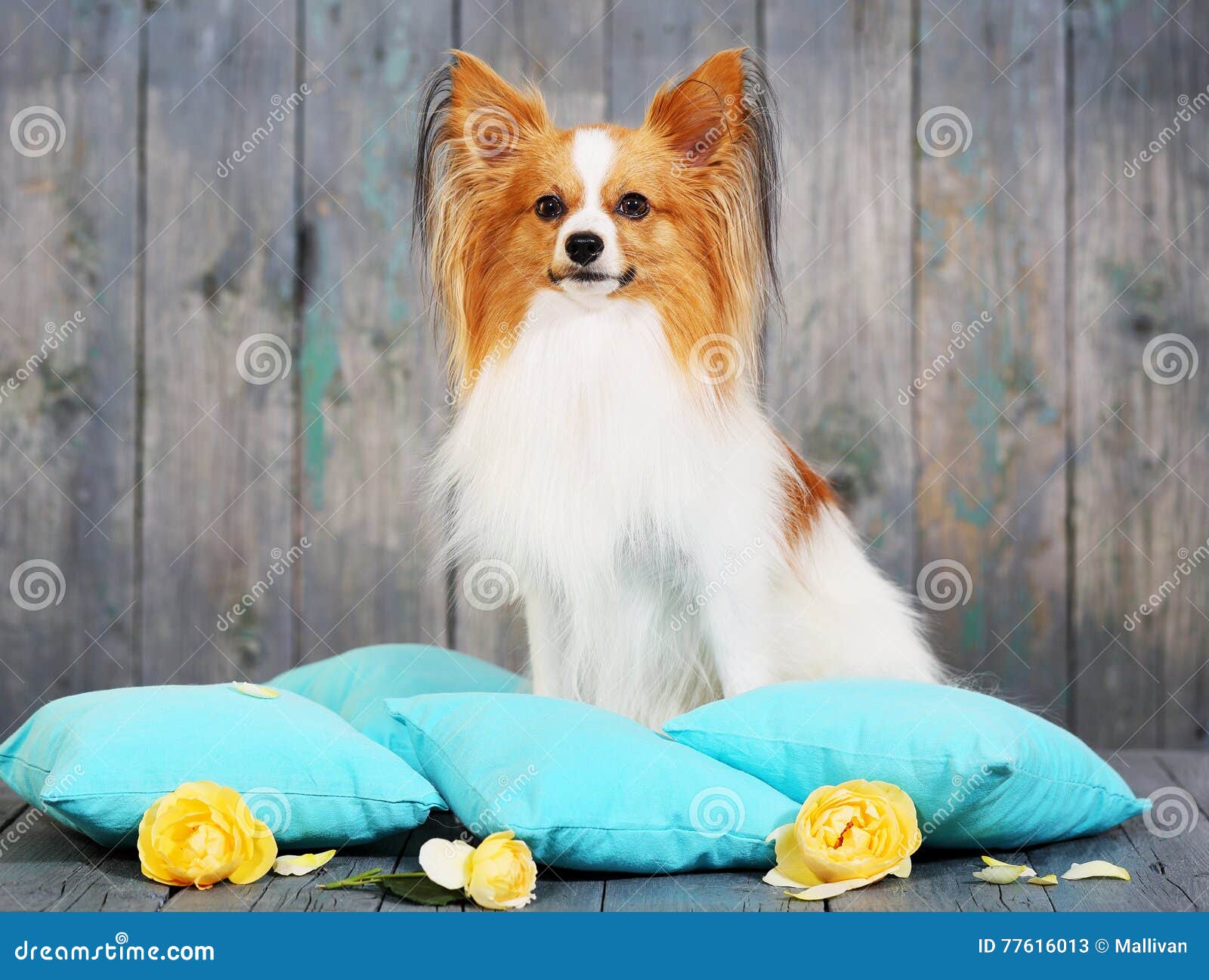 Why Do Dogs Sit On Pillows