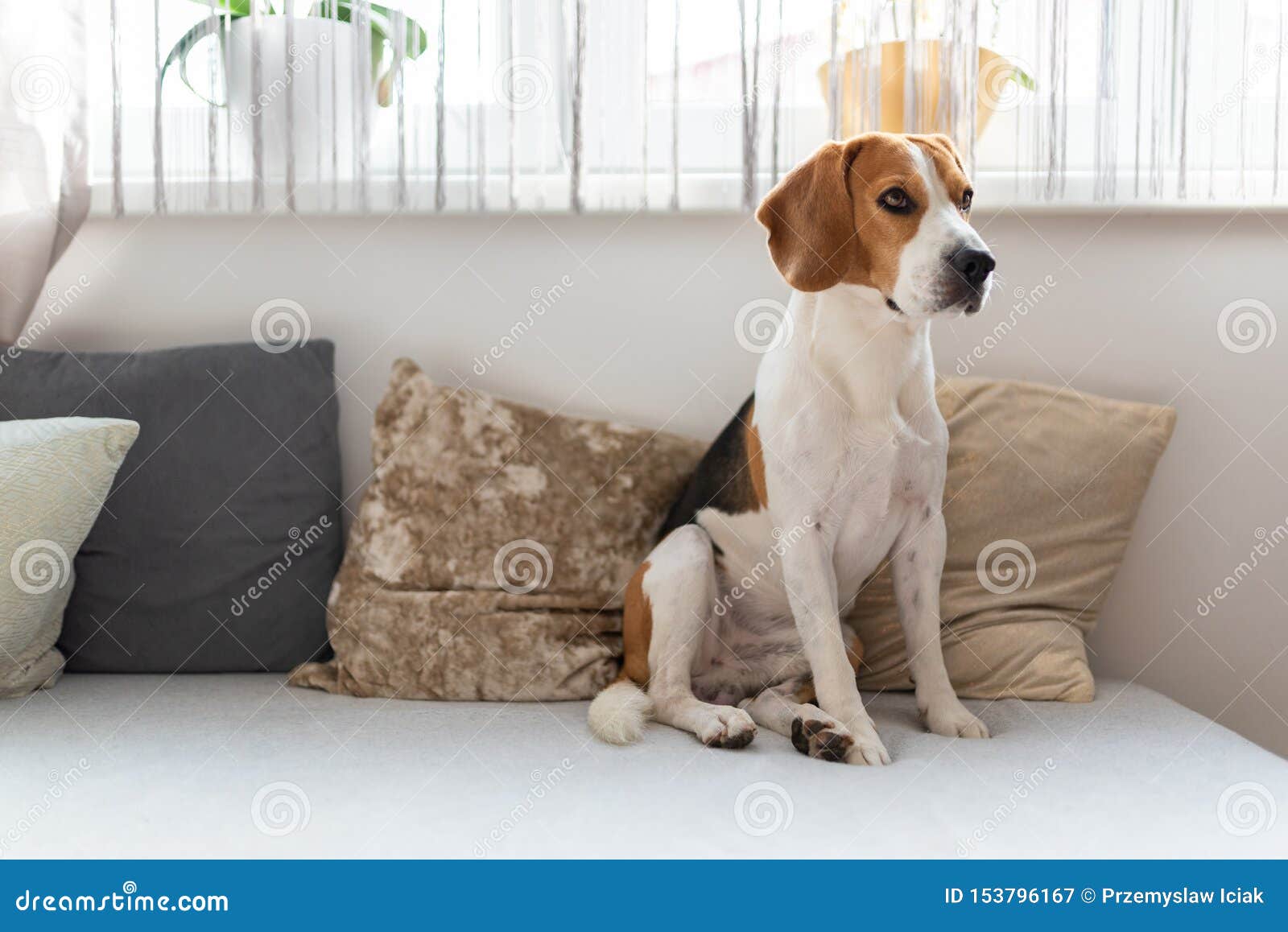 Dog Sitting On A Sofa Next To Window In Bright Room Stock Image Image