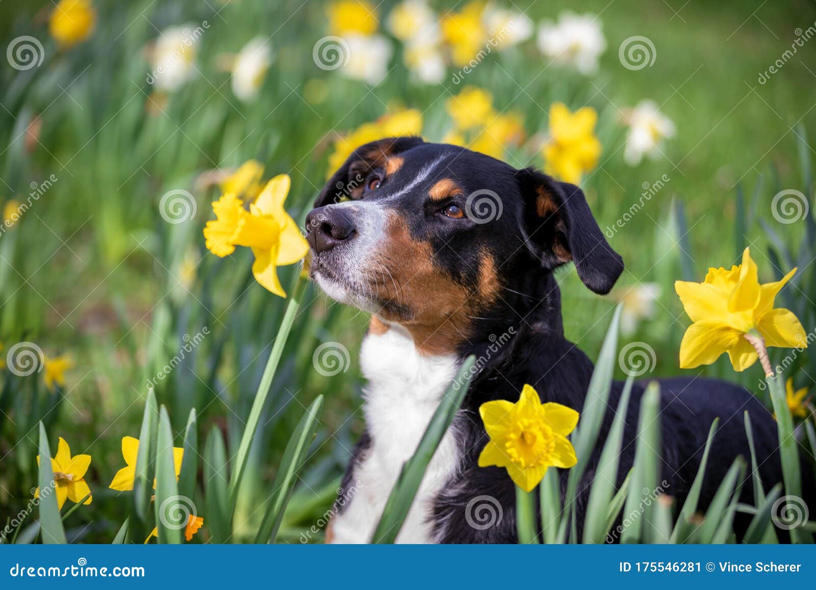 Dog Sitting in Tulip Flower Fields Stock Image Image of beautiful