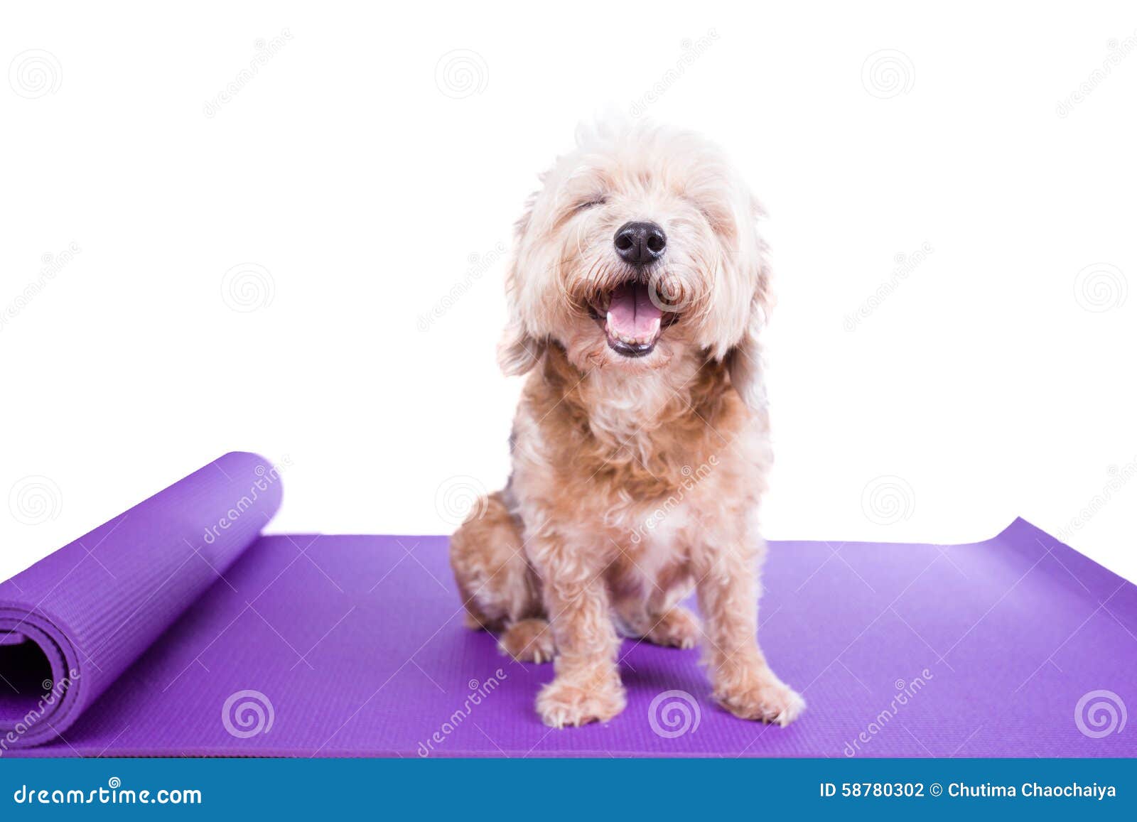 Dog sitting on a yoga mat stock photo. Image of lifting 58780302