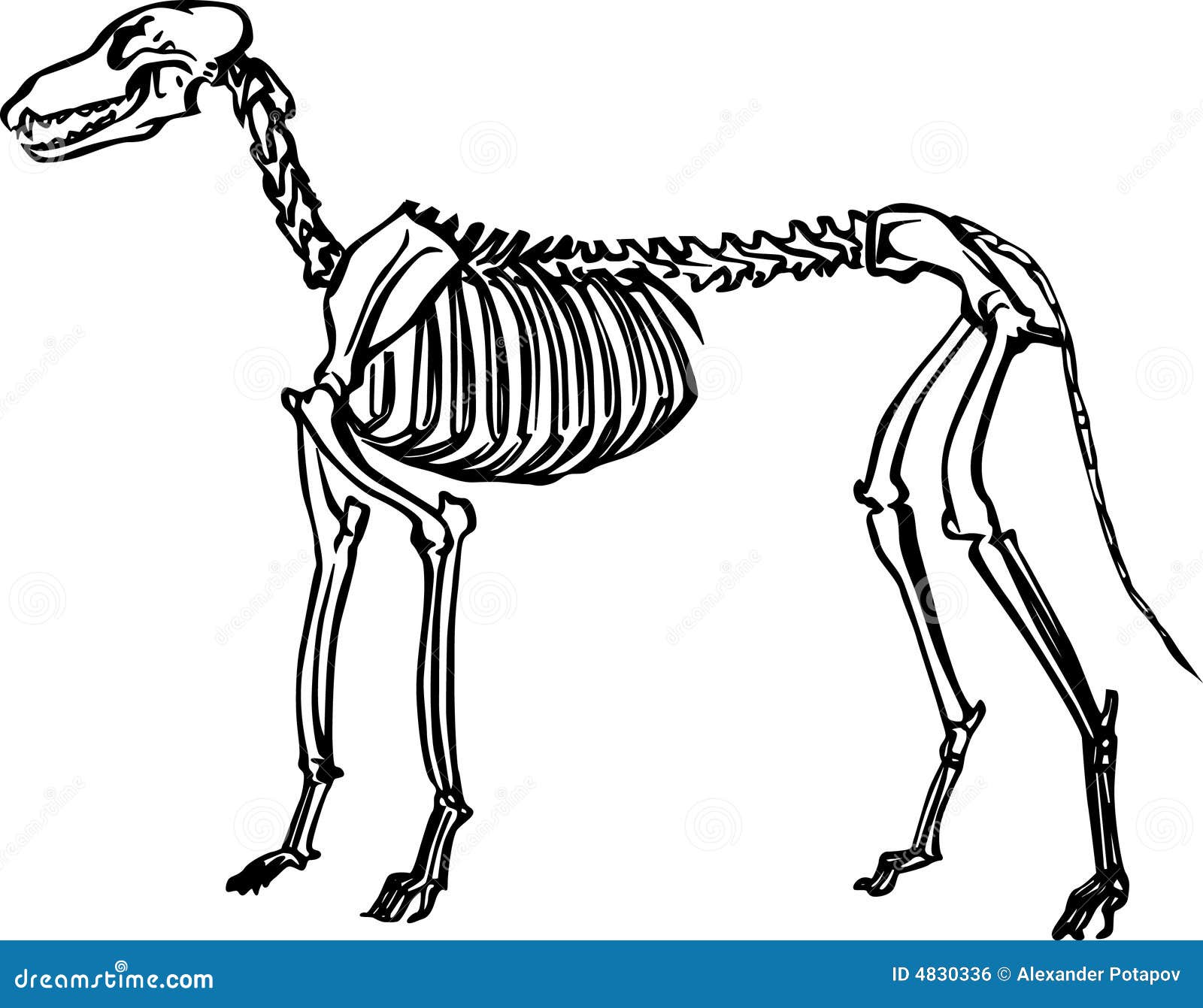 clipart horse skeleton - photo #29