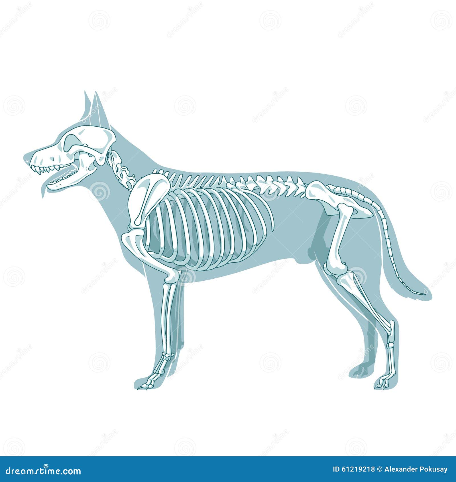Dog Skeleton Veterinary Vector Illustration Stock Vector Illustration