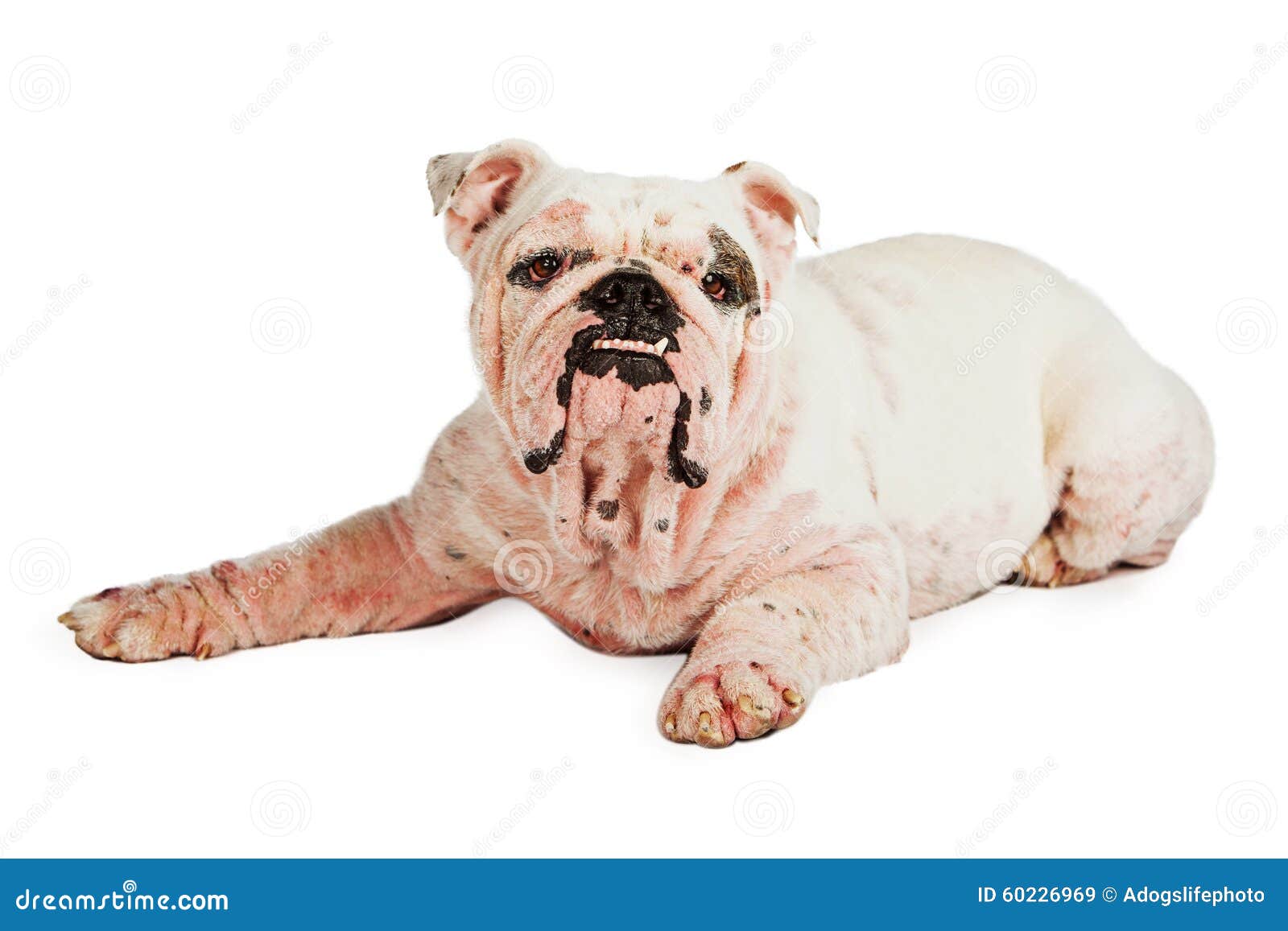Bulldog With Skin Rash From Mange Royalty Free Stock Image