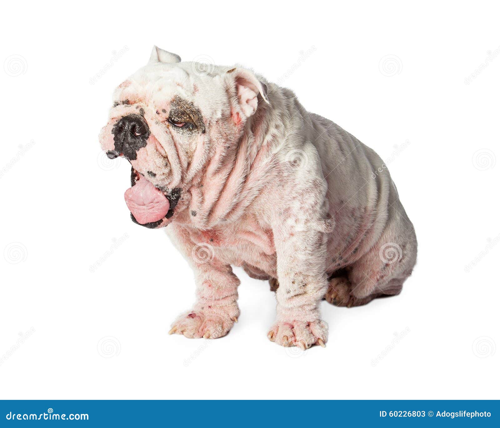 Dog With Skin Rash Yawning Stock Image Image Of Condition 60226803