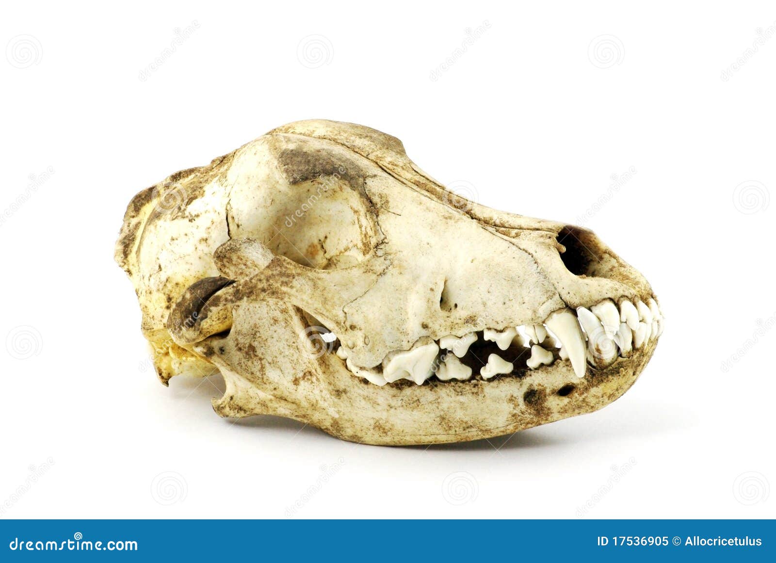 Dog Skull Royalty Free Stock Photo - Image: 17536905