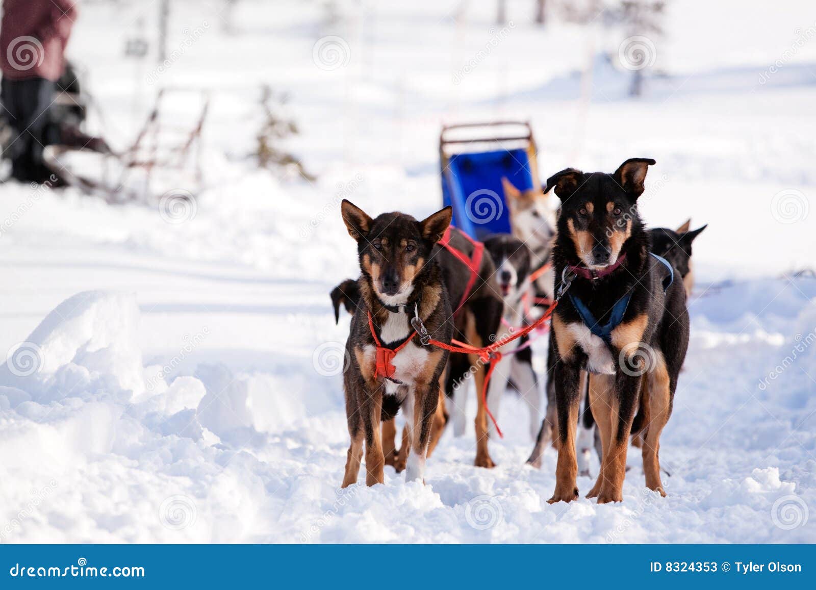 Dog Sled Team stock image. Image of alaska, race, teamwork 8324353