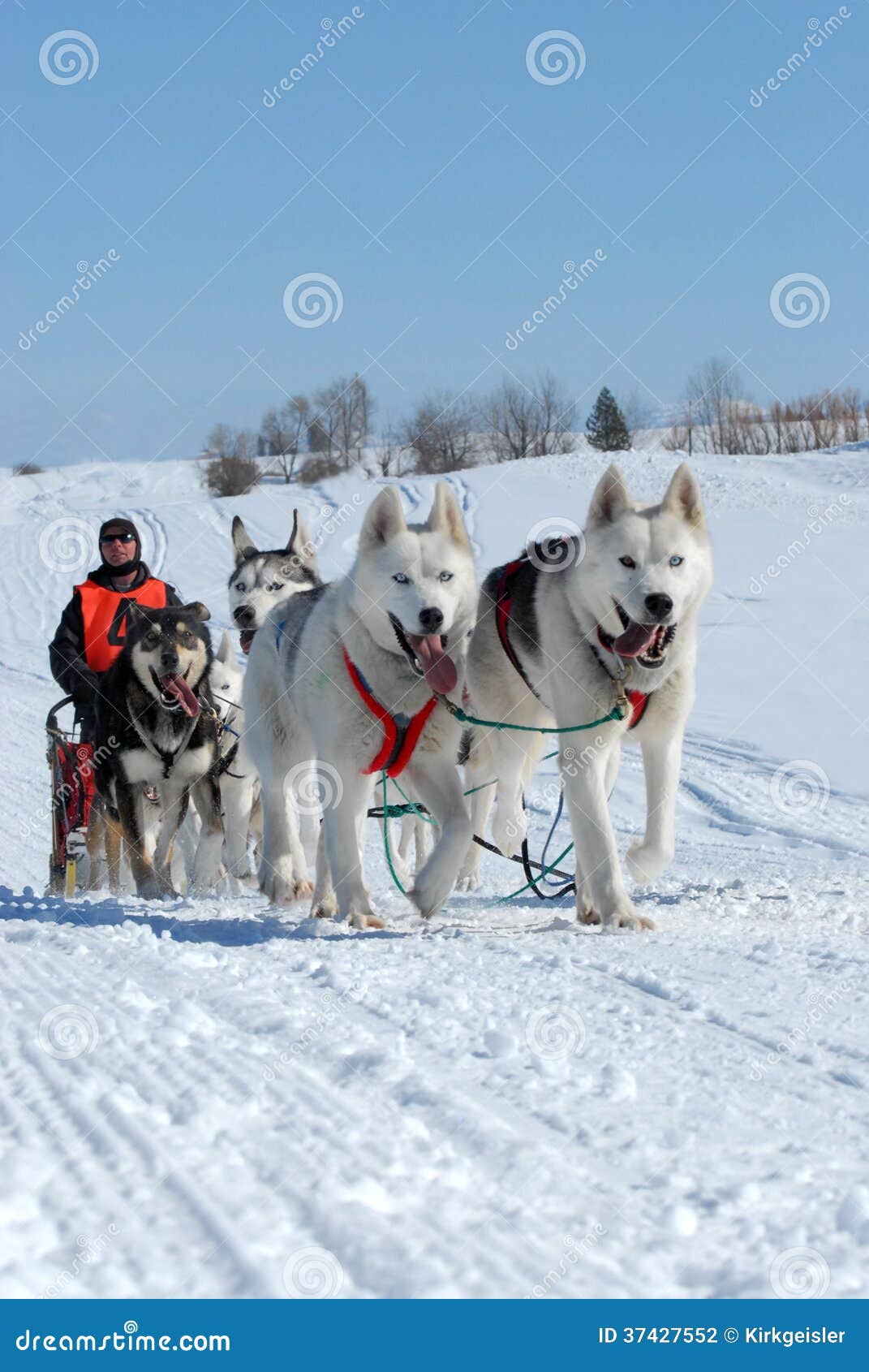 free clipart dog sled team - photo #46