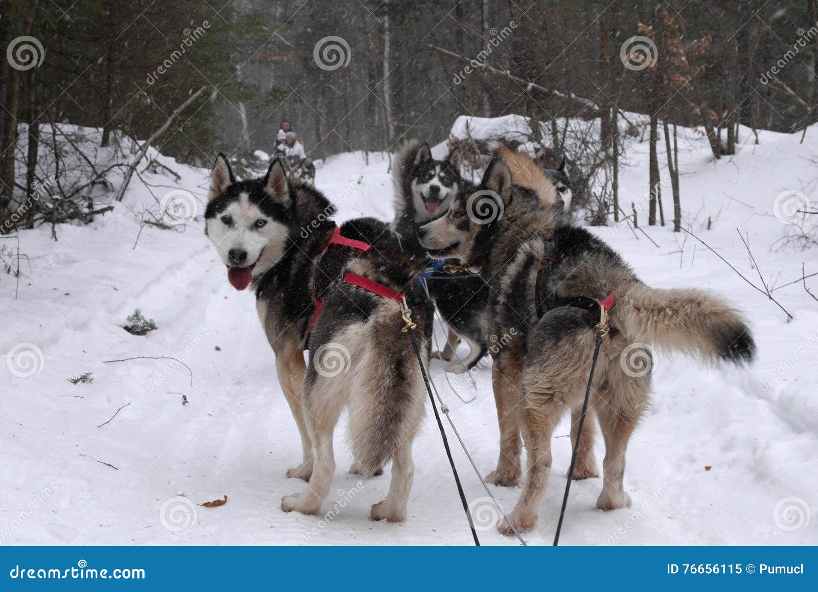 Woman Musher Hiding Behind Sleigh At Sled Dog Race On Snow In Winter Stock  Photo, Picture and Royalty Free Image. Image 80124773.