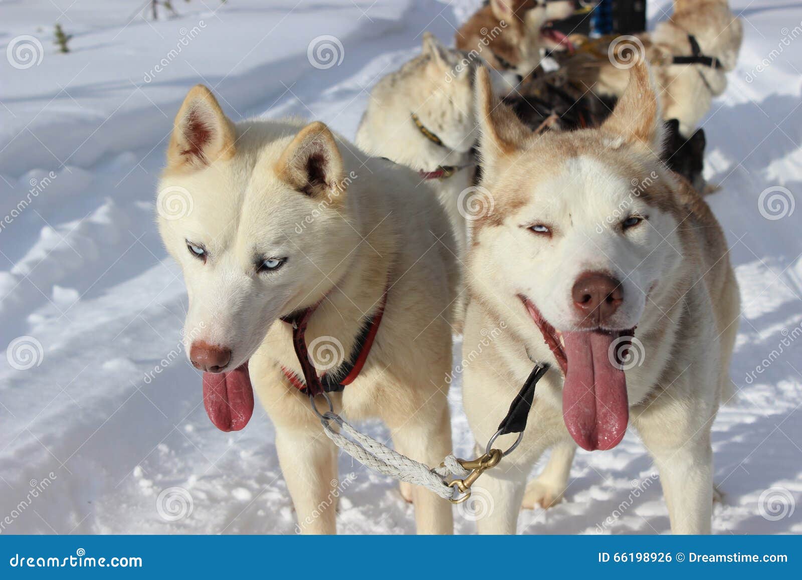 Dog sledding stock photo. Image of north, sledding, russia 66198926