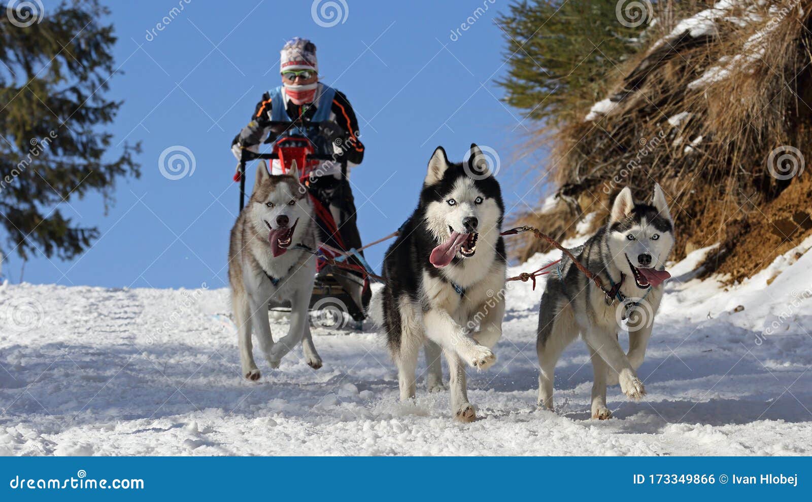 Woman Musher Hiding Behind Sleigh At Sled Dog Race On Snow In Winter Stock  Photo, Picture and Royalty Free Image. Image 80124773.