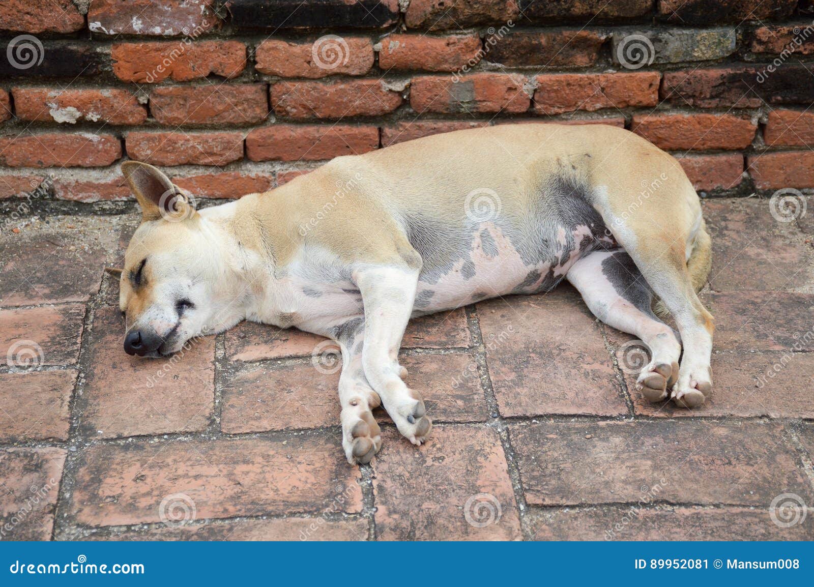 Dog sleep on brick floor stock image. Image of close 89952081