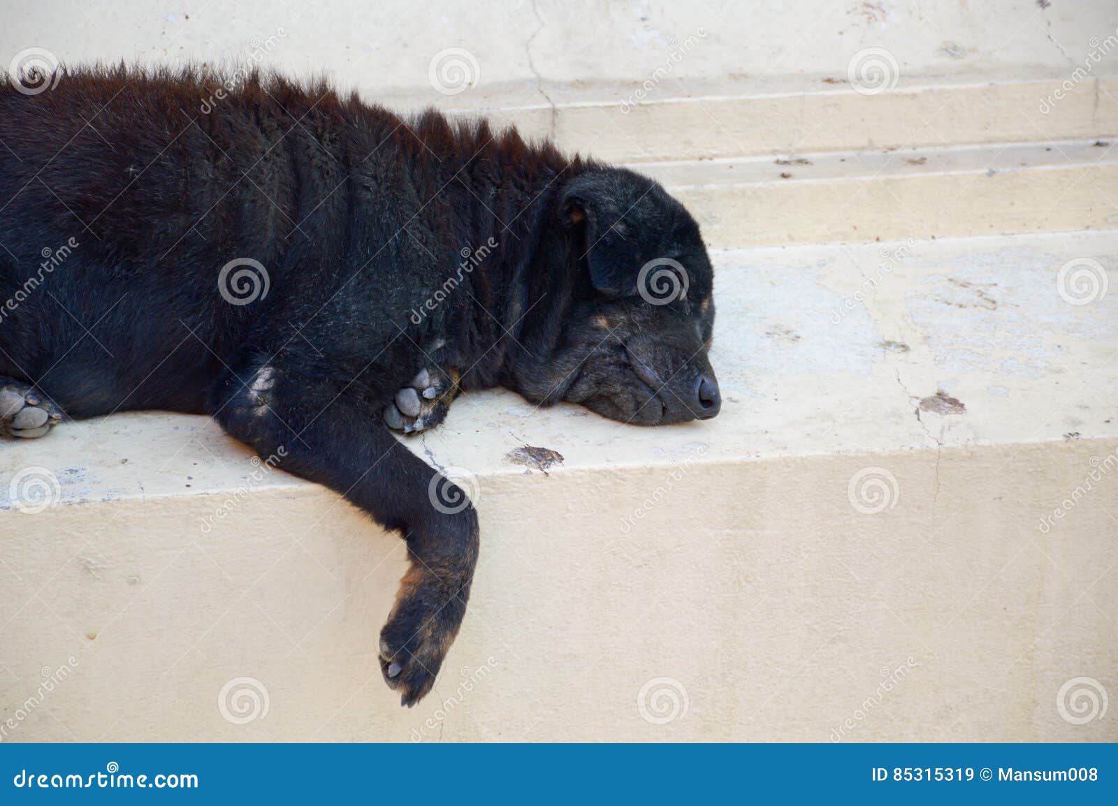 Dog sleep on cement floor stock image. Image of sleep 85315319